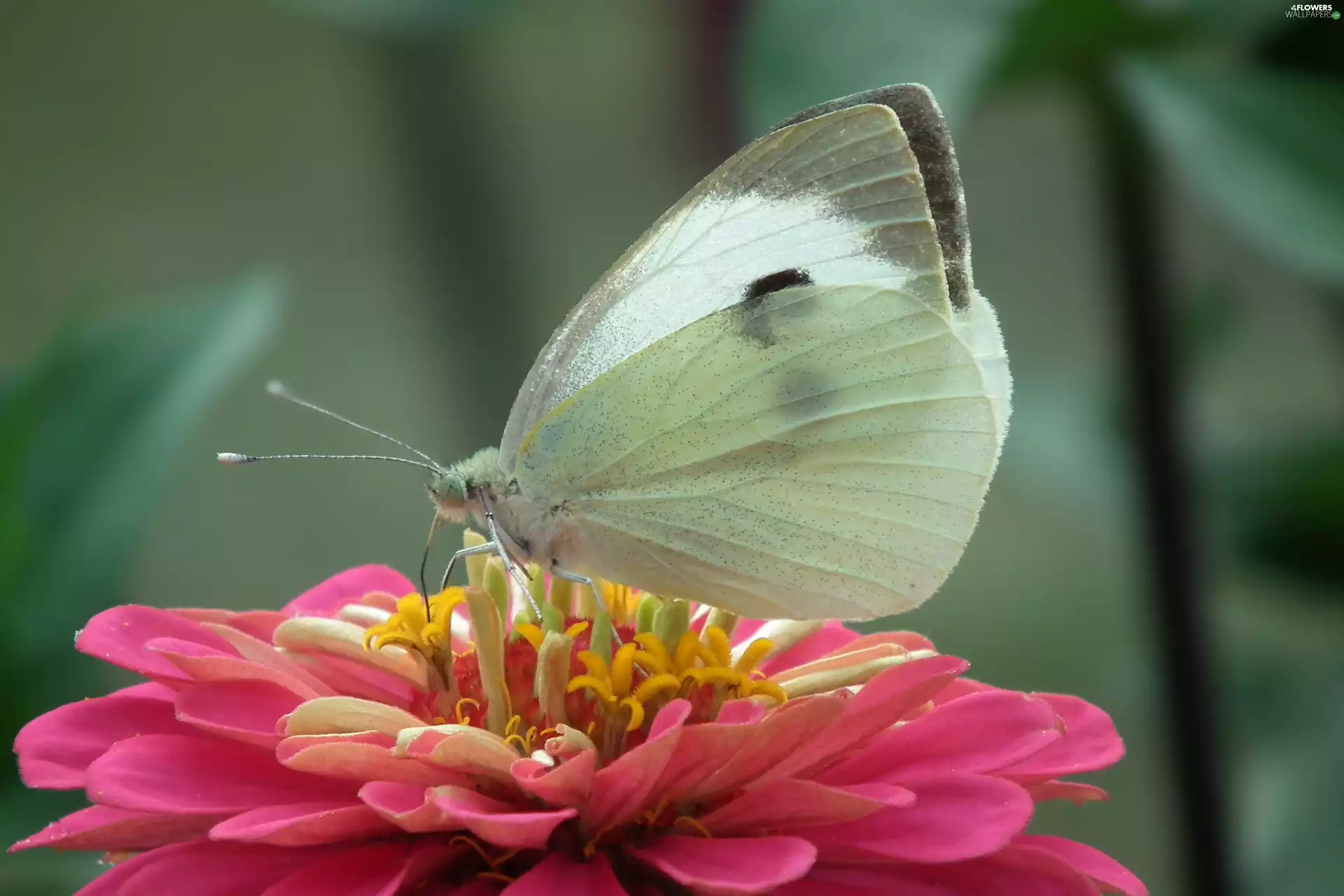 butterfly, Colourfull Flowers, zinnia, Cabbage