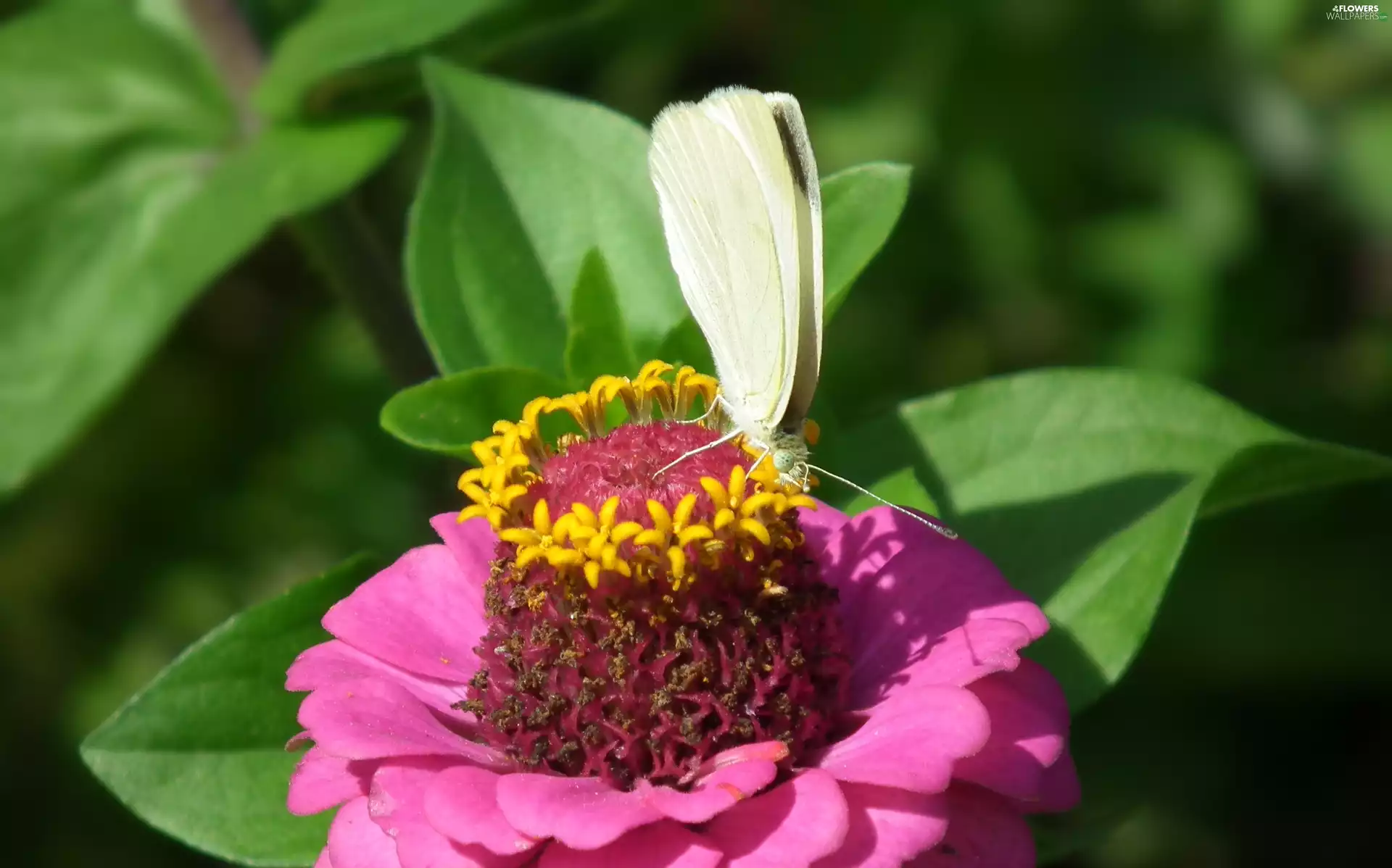 butterfly, Colourfull Flowers, zinnia, Cabbage