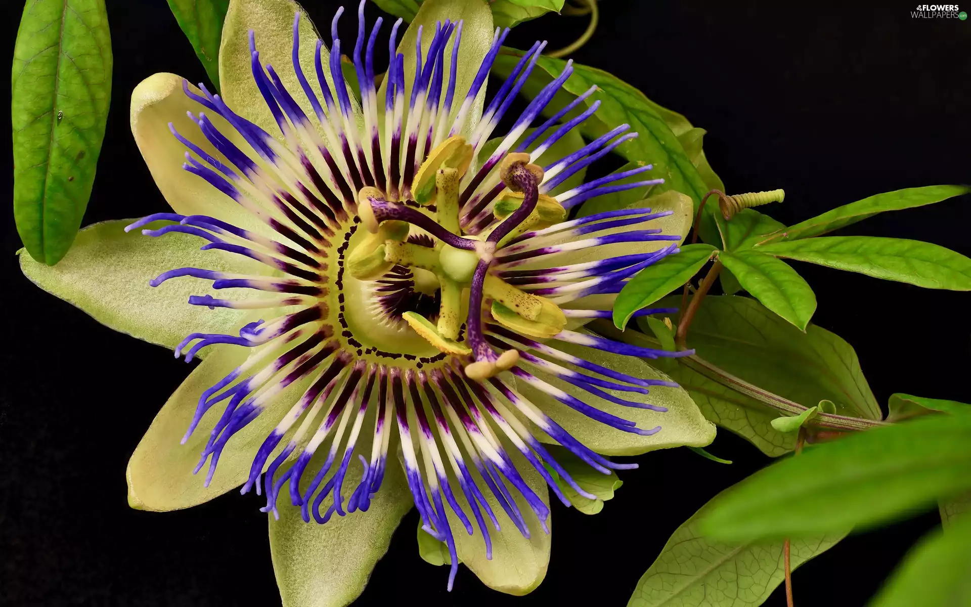 rapprochement, Colourfull Flowers, Passiflora caerulea