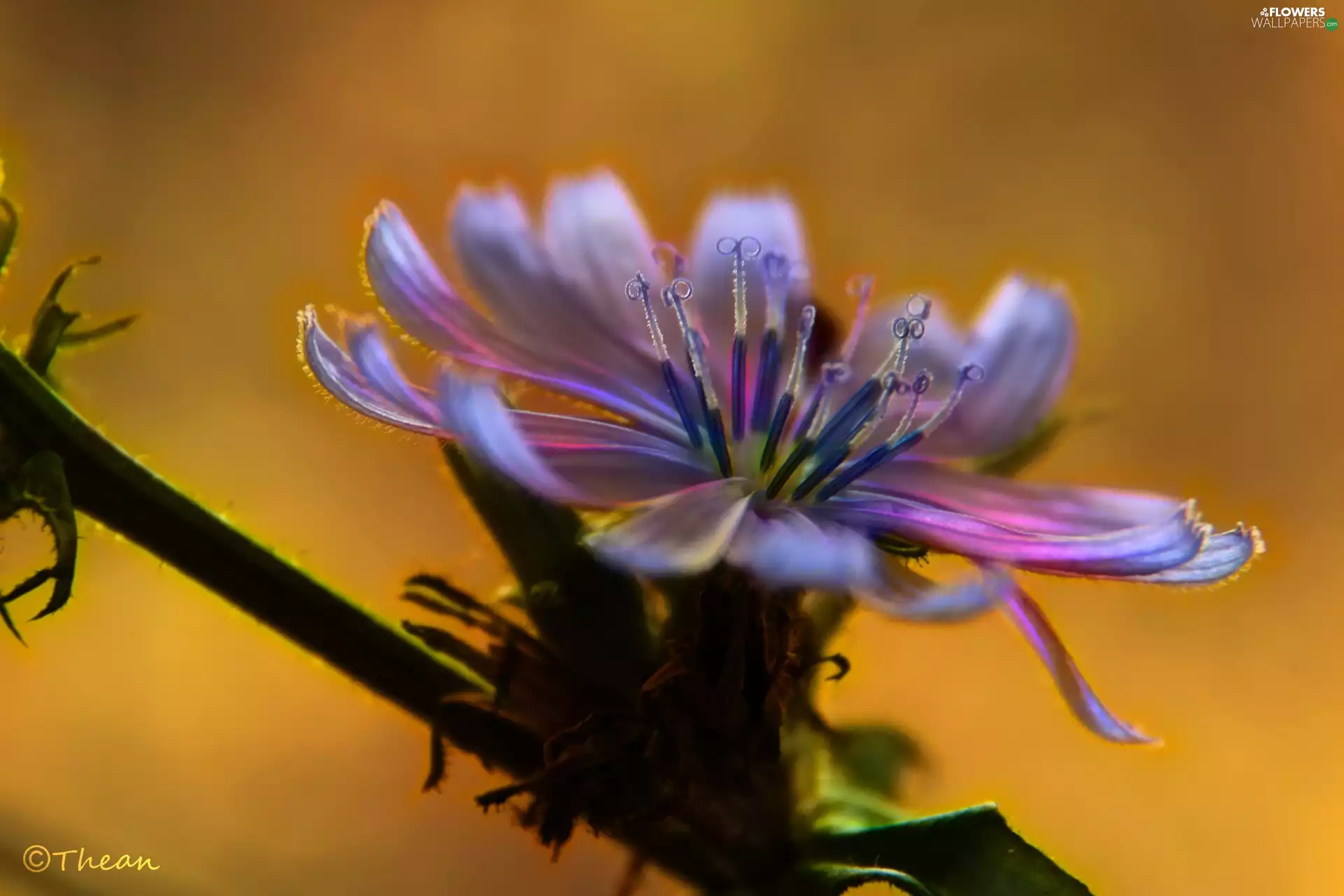 endive, Colourfull Flowers, Fractalius, color