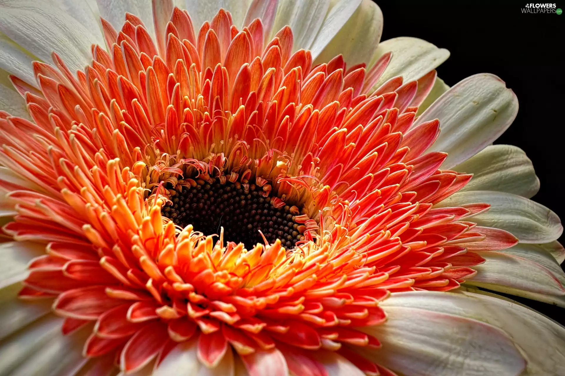 Gerbera, Colourfull Flowers, two Colors