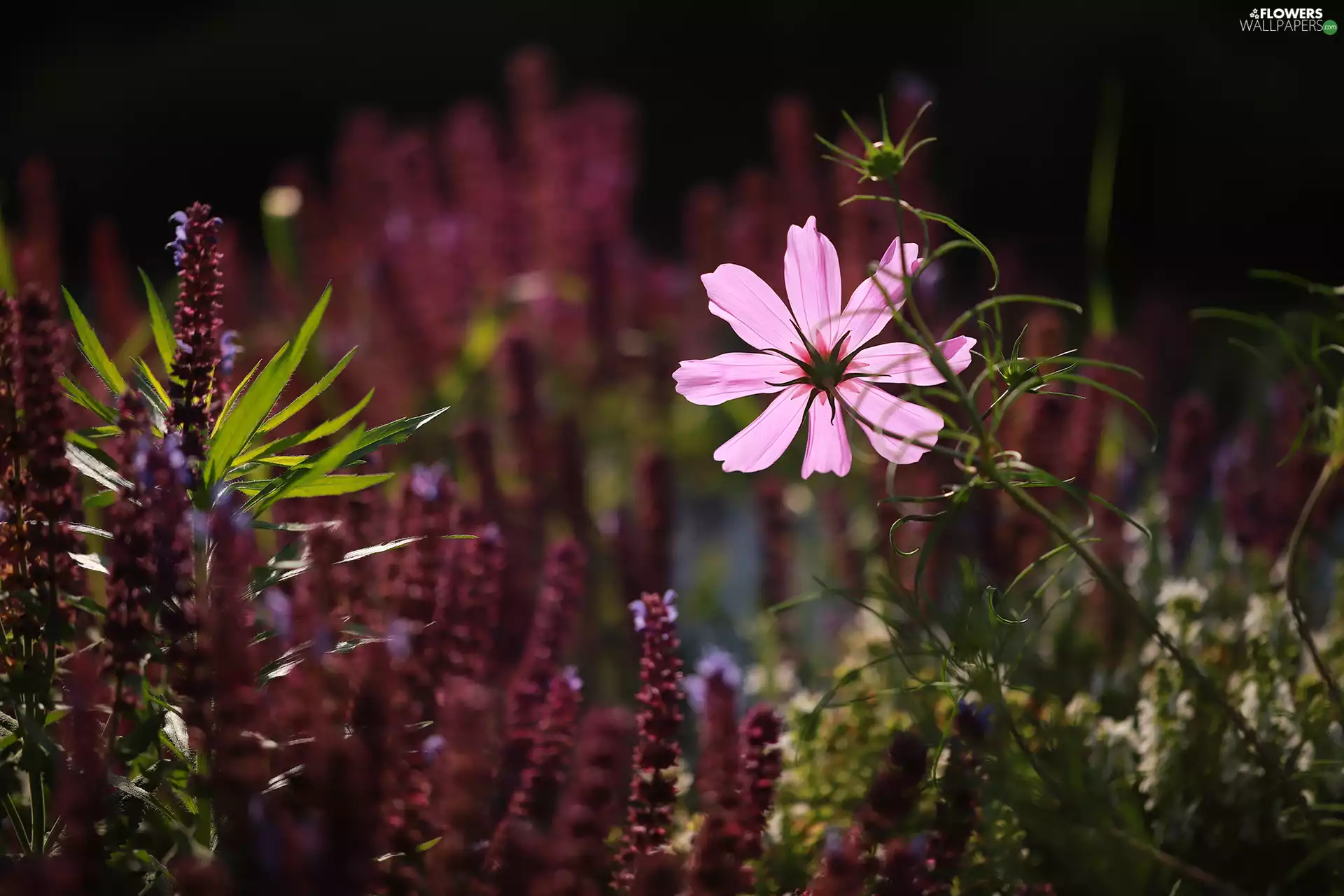 Pink, Colourfull Flowers, bud, Cosmos