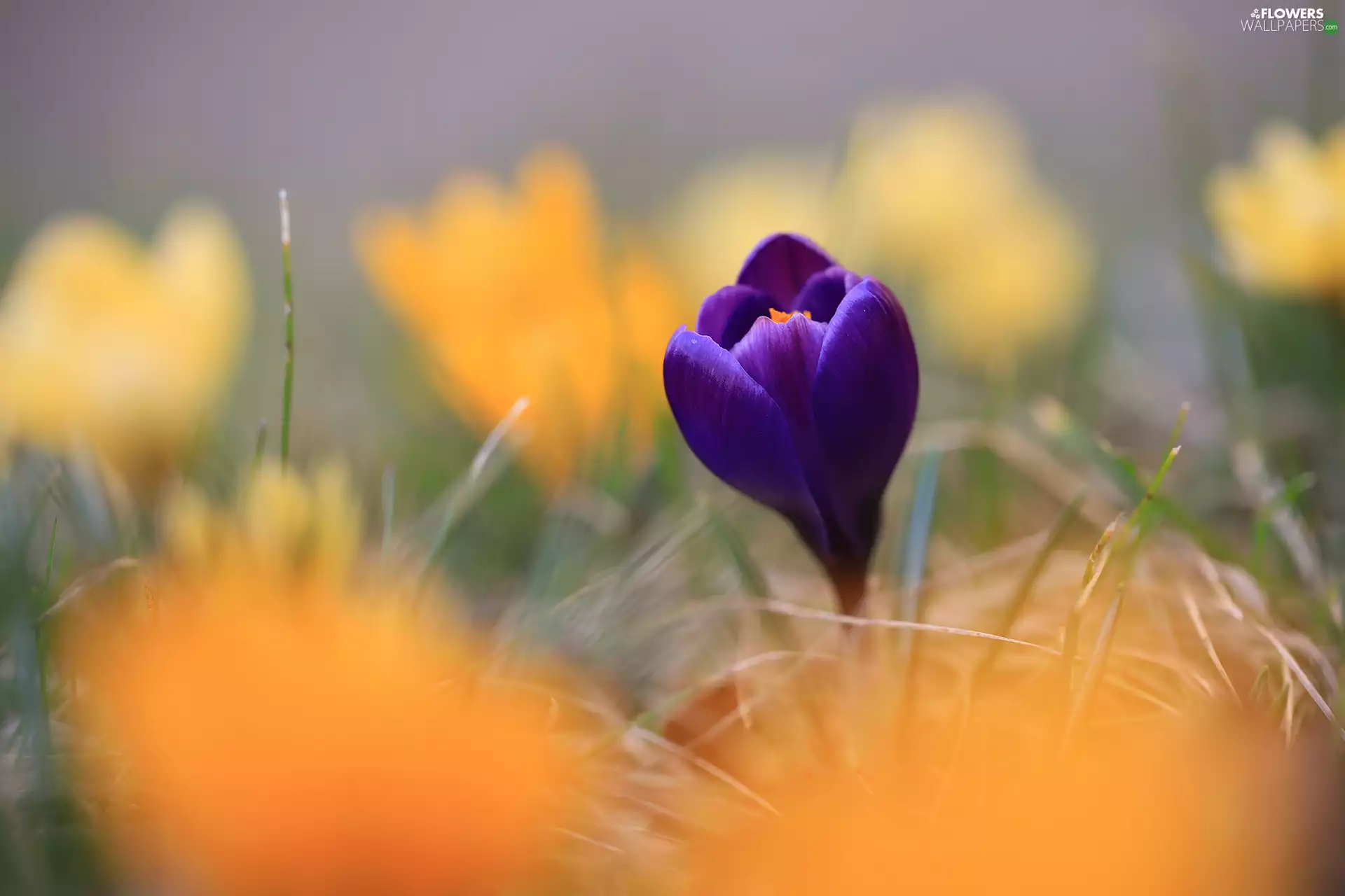 Violet, Colourfull Flowers, bud, crocus