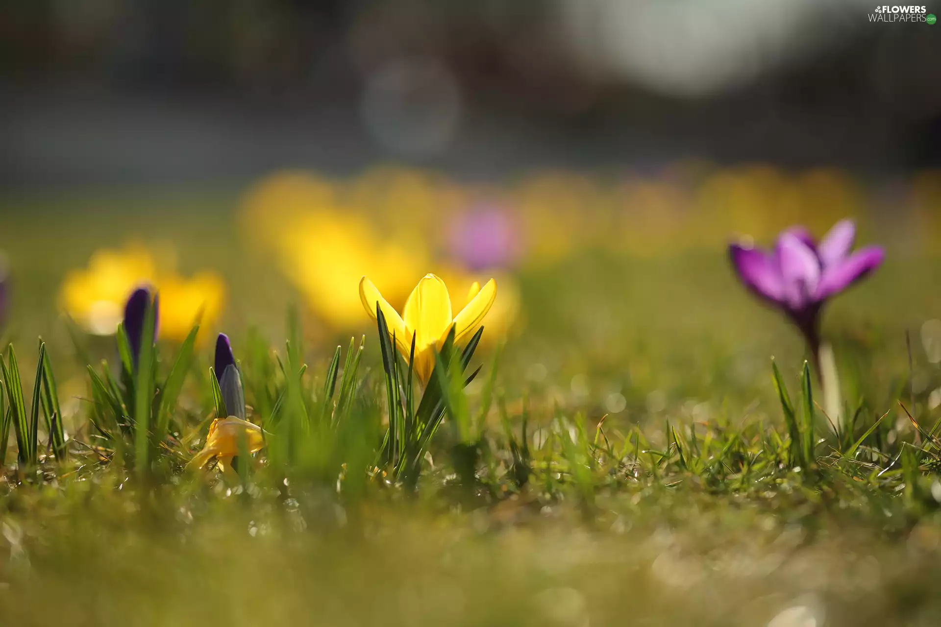 Yellow, Colourfull Flowers, bud, crocus