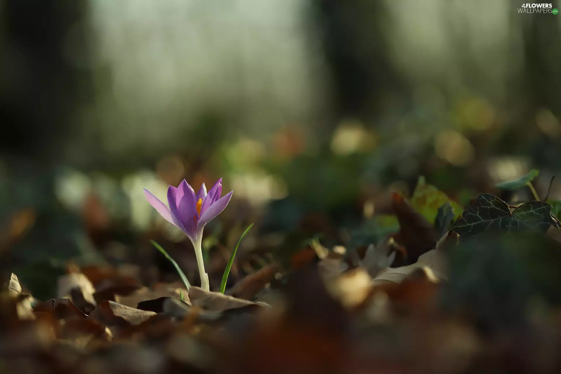Violet, Colourfull Flowers, rapprochement, crocus