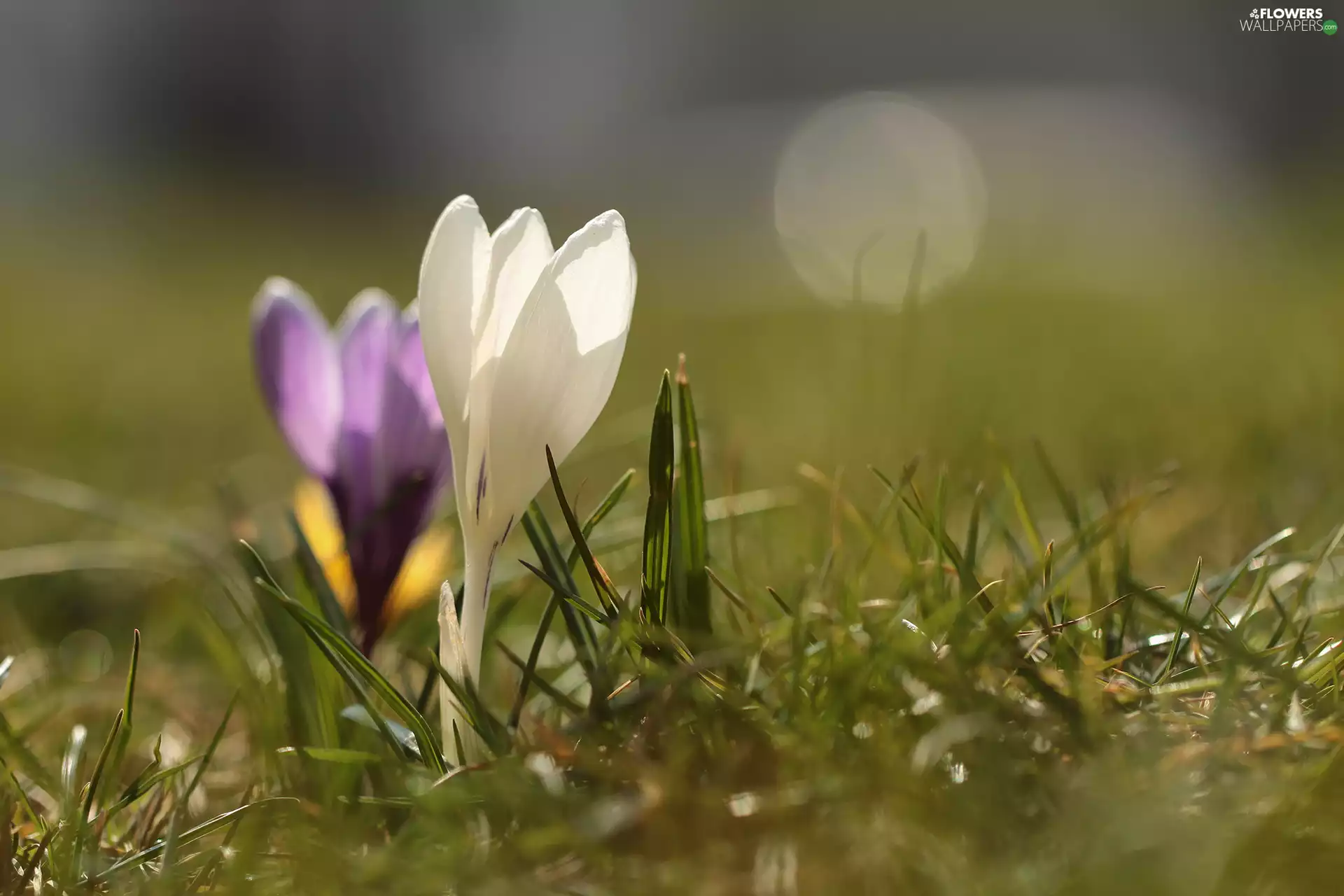 White, Colourfull Flowers, rapprochement, crocus