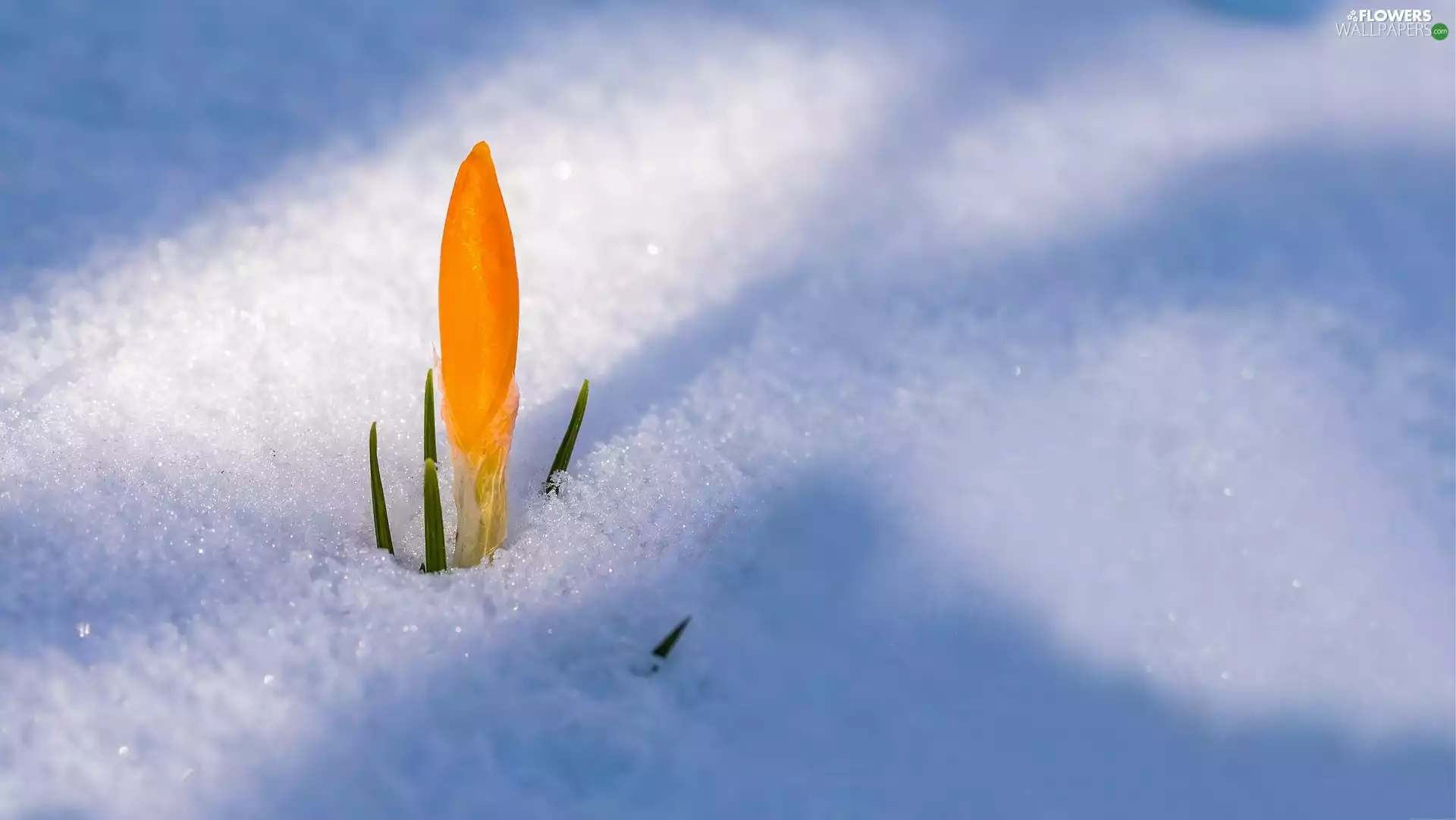 Yellow, Colourfull Flowers, snow, crocus