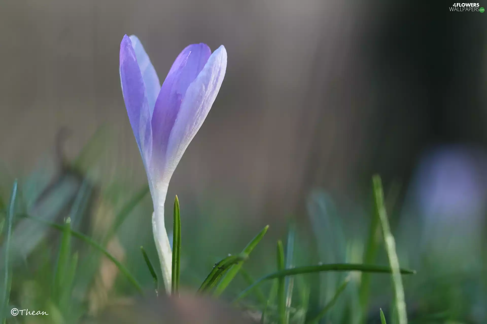 lilac, Colourfull Flowers, Spring, crocus