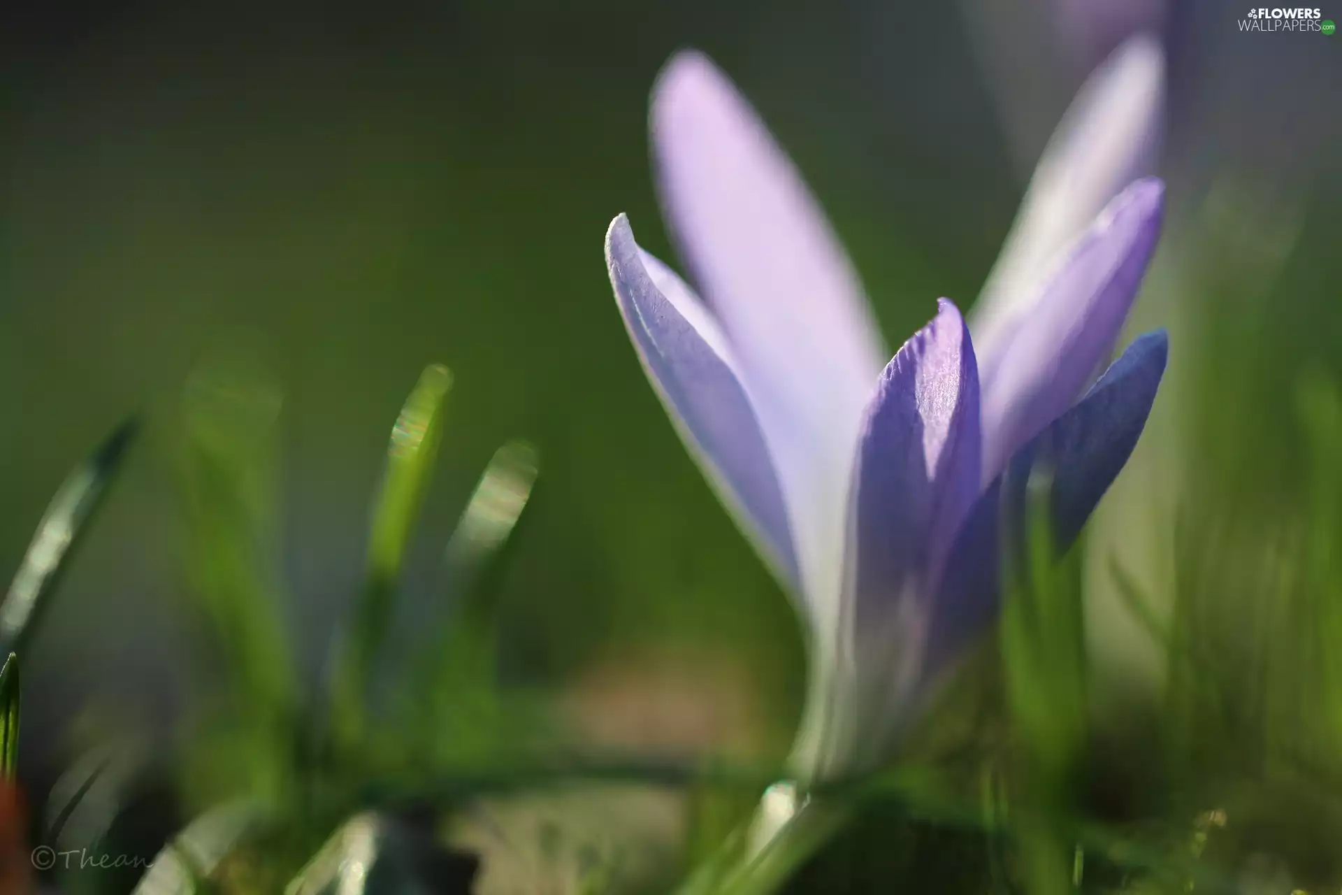 lilac, Colourfull Flowers, Spring, crocus