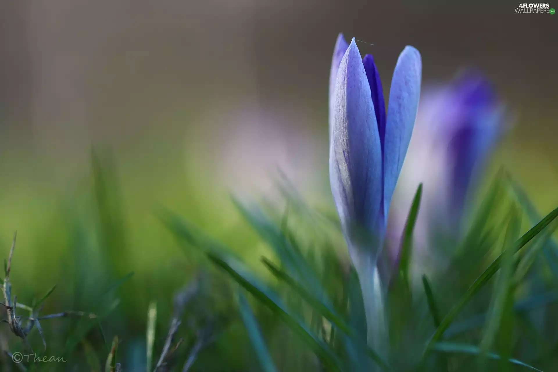 lilac, Colourfull Flowers, Spring, crocus