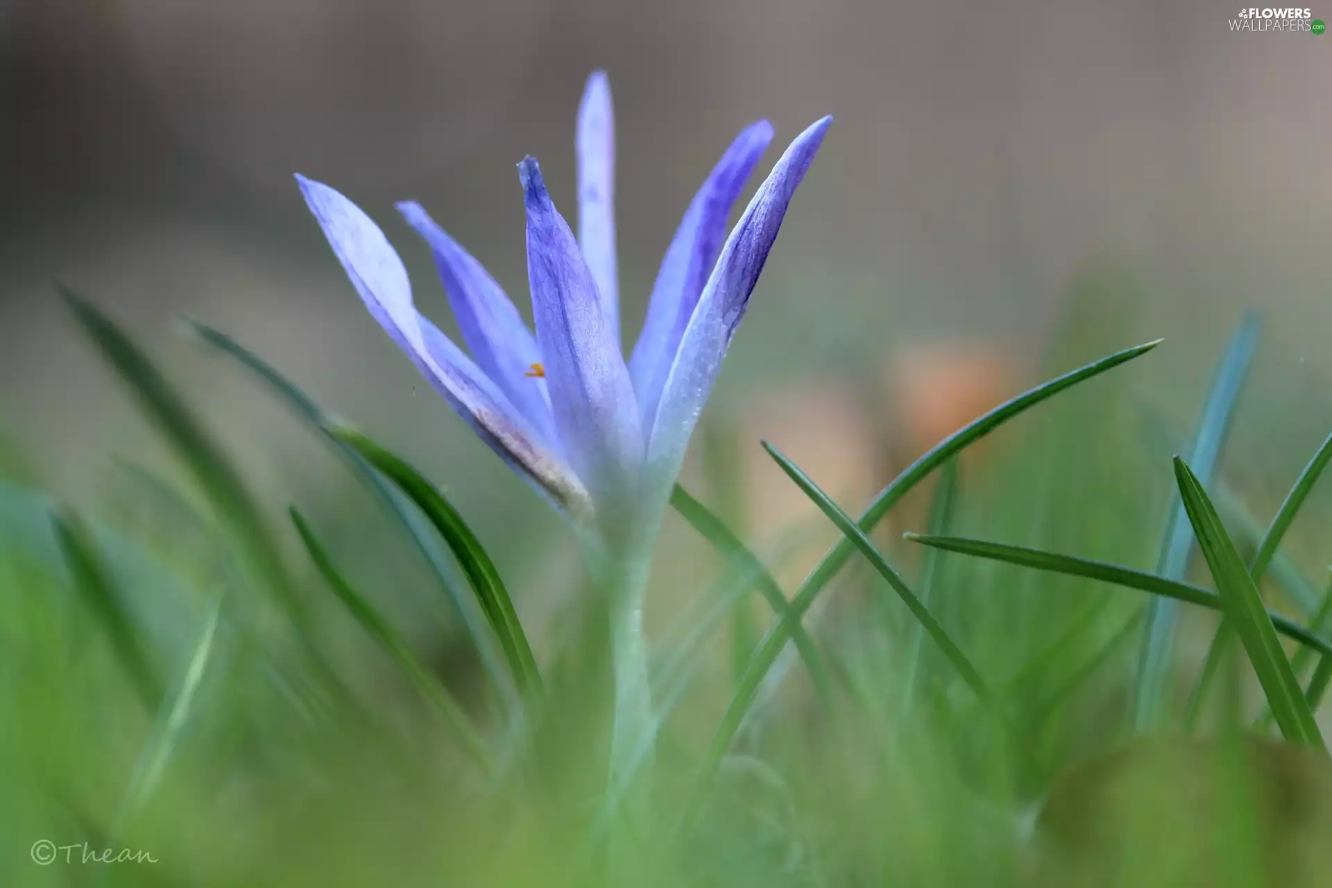 lilac, Colourfull Flowers, Spring, crocus