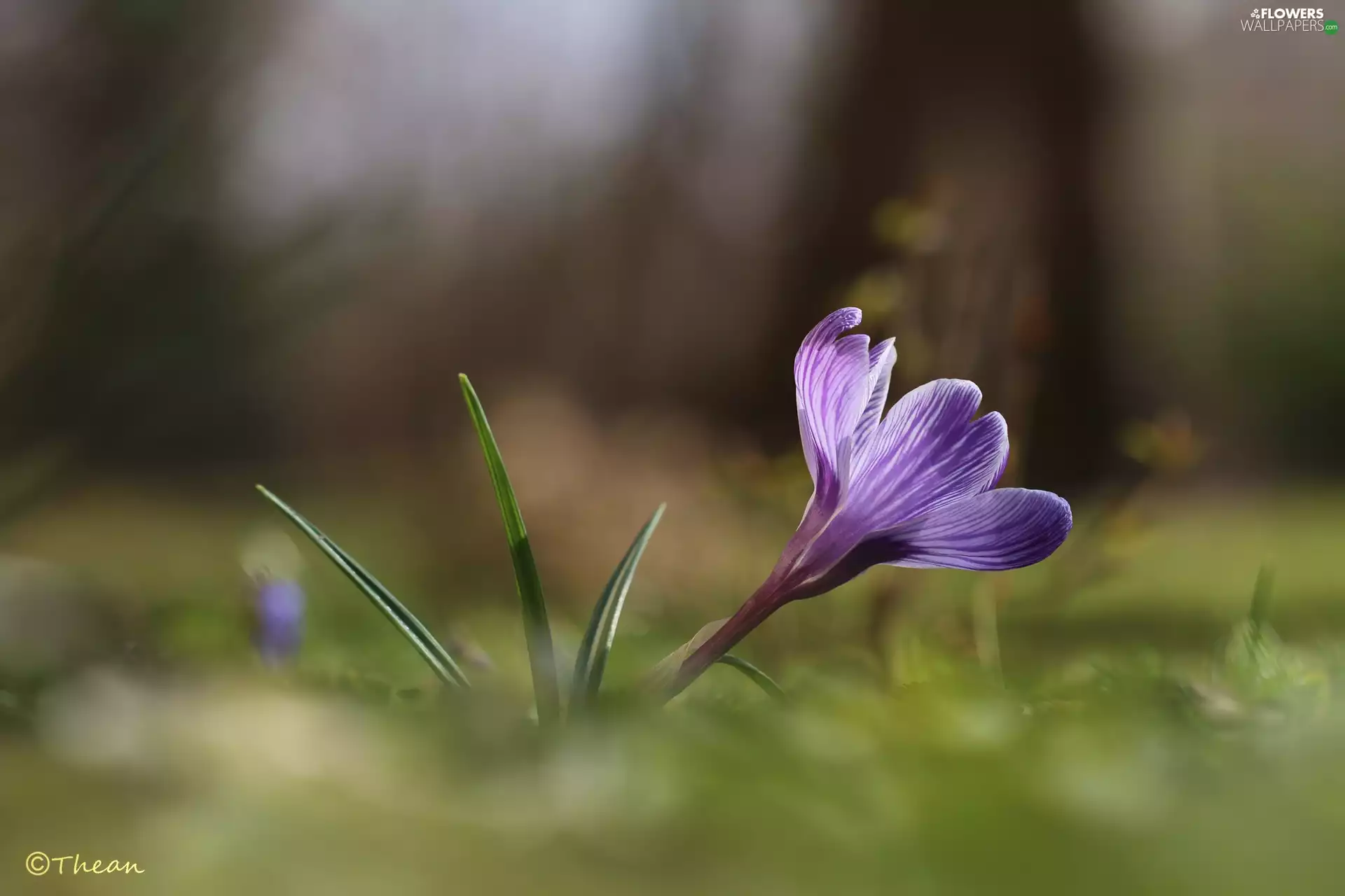 Violet, Colourfull Flowers, Spring, crocus