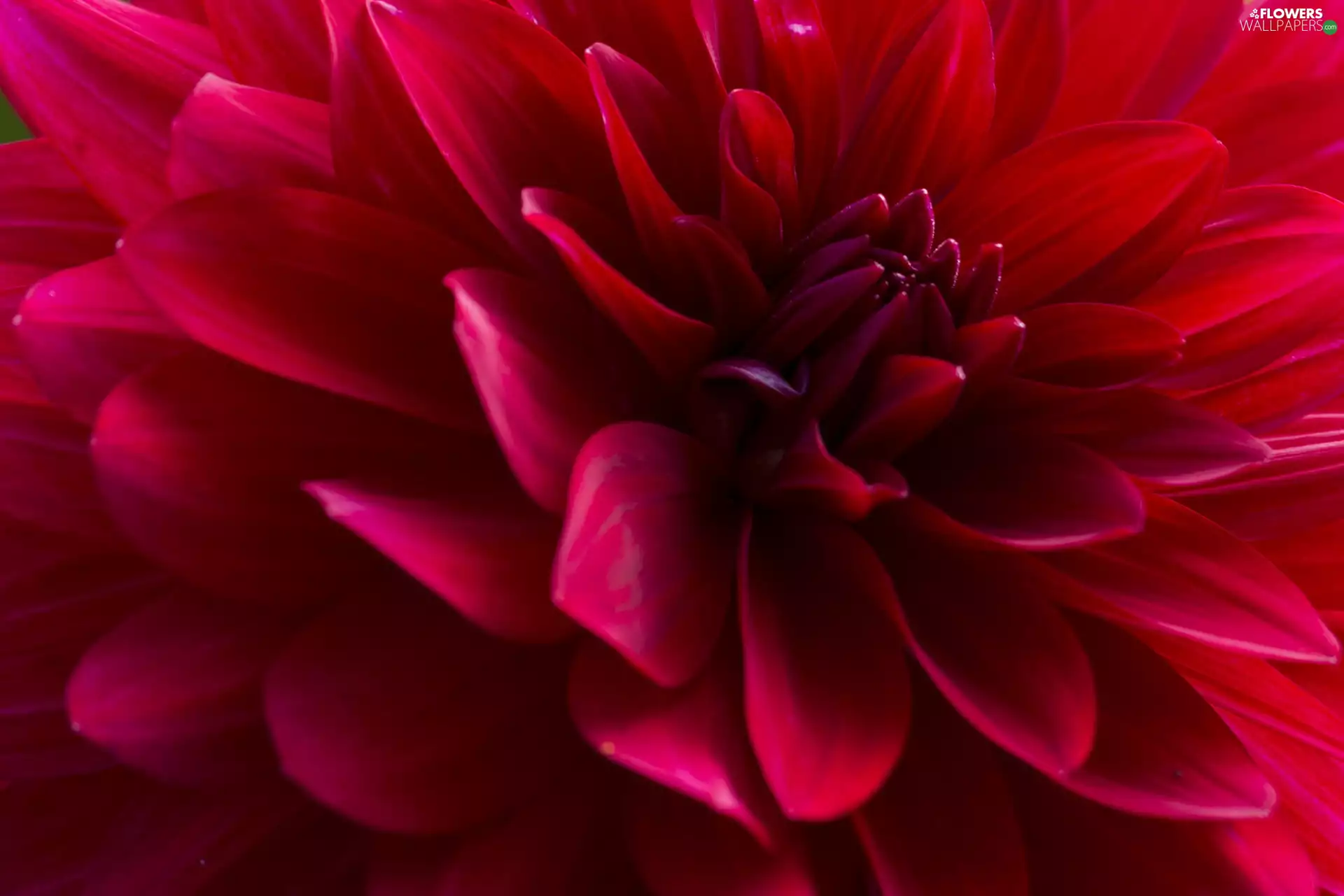 Dalia, Colourfull Flowers, Red, dahlia