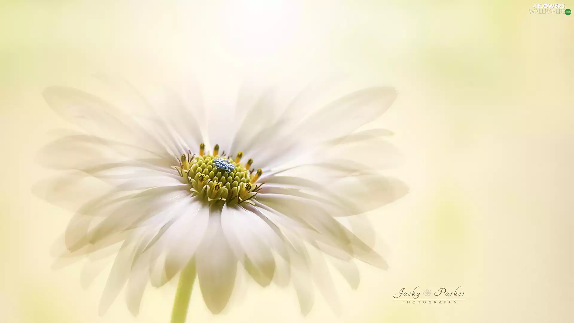 Close, Colourfull Flowers, African Daisy