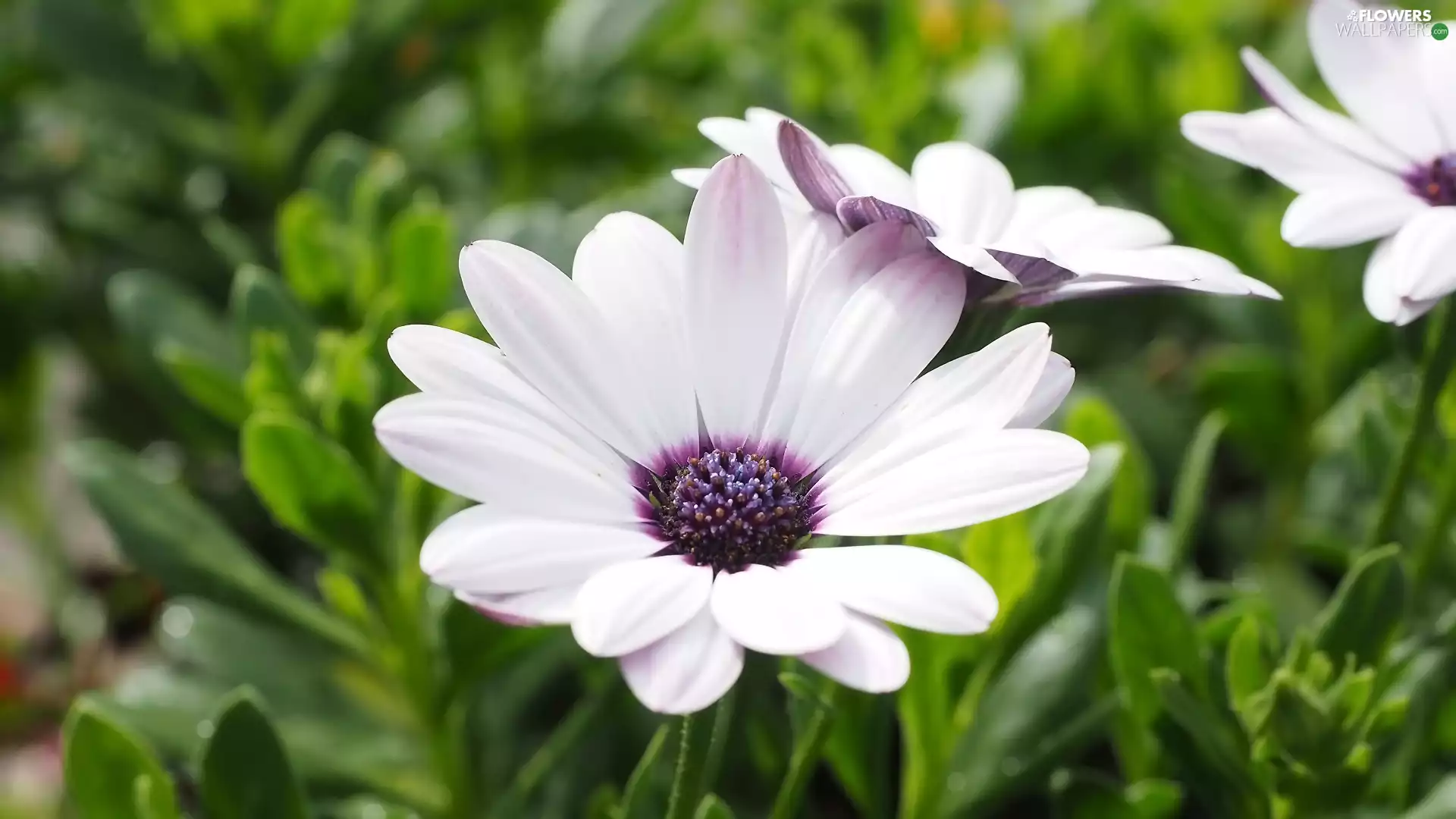 Leaf, Colourfull Flowers, African Daisy