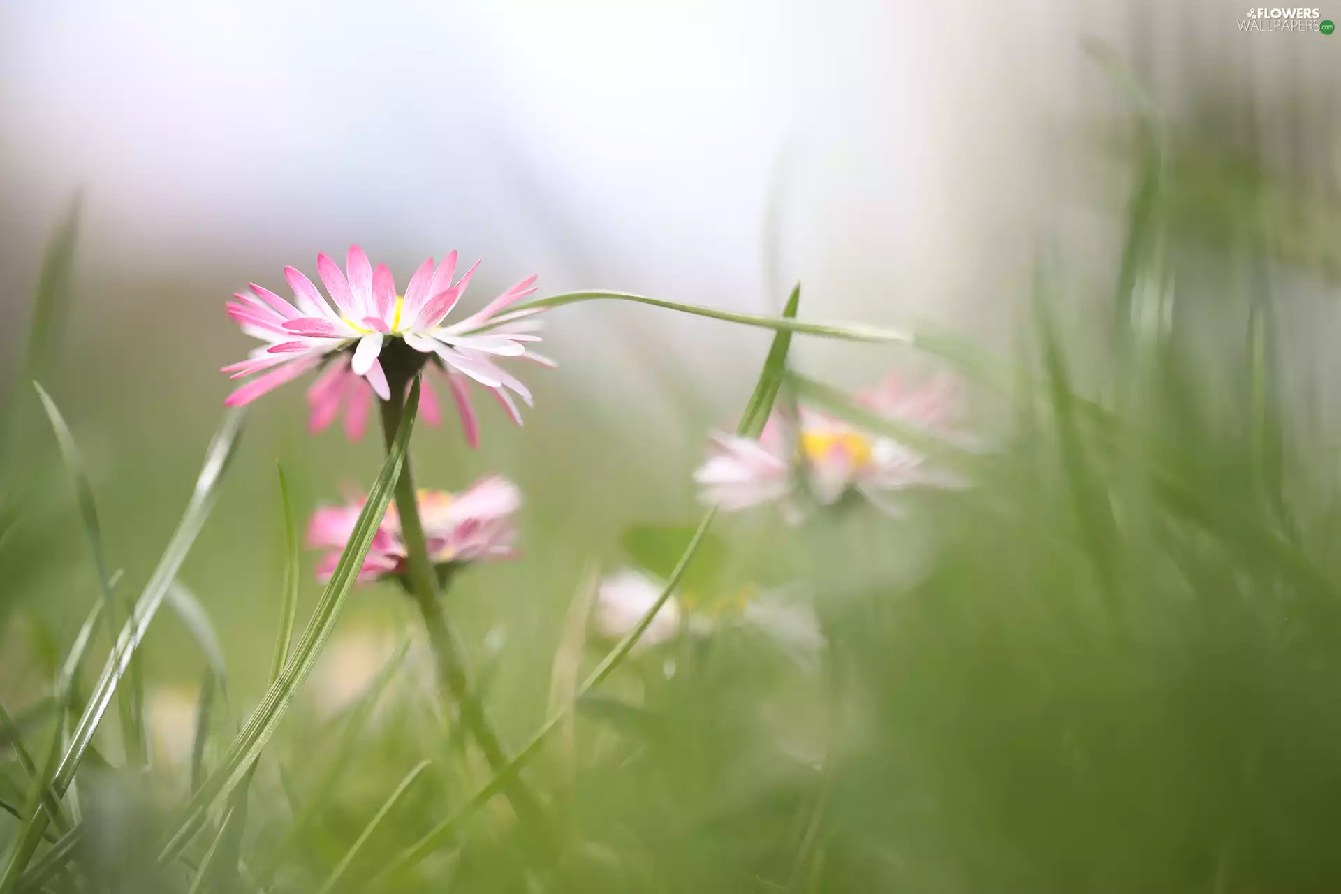 Pink, Colourfull Flowers, grass, daisy