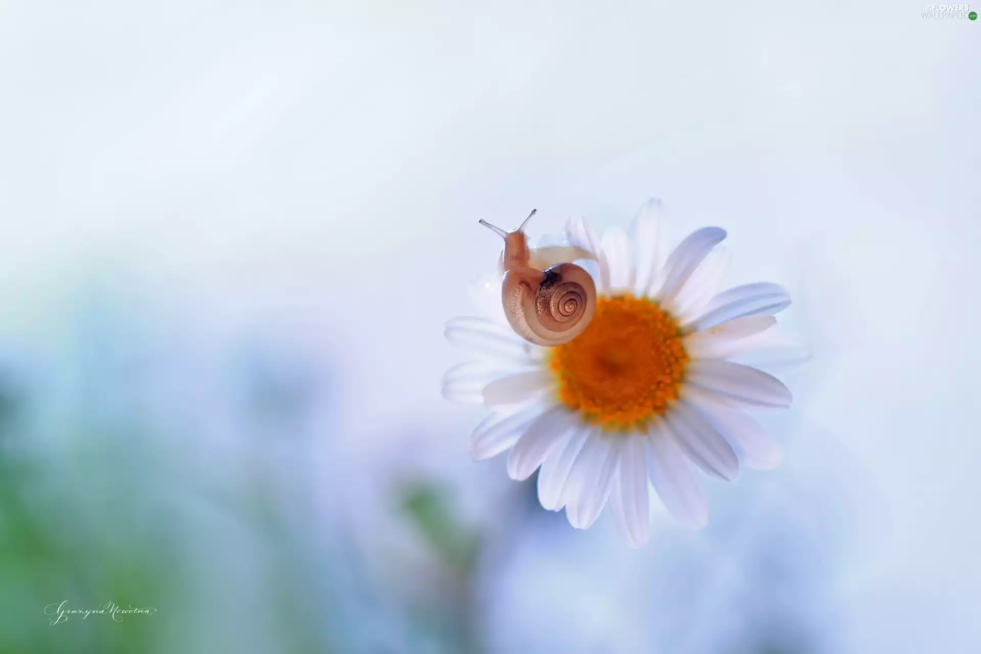 snail, Colourfull Flowers, White, Daisy