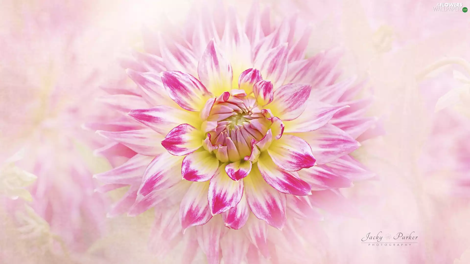 Pink, Colourfull Flowers, rapprochement, Dalia