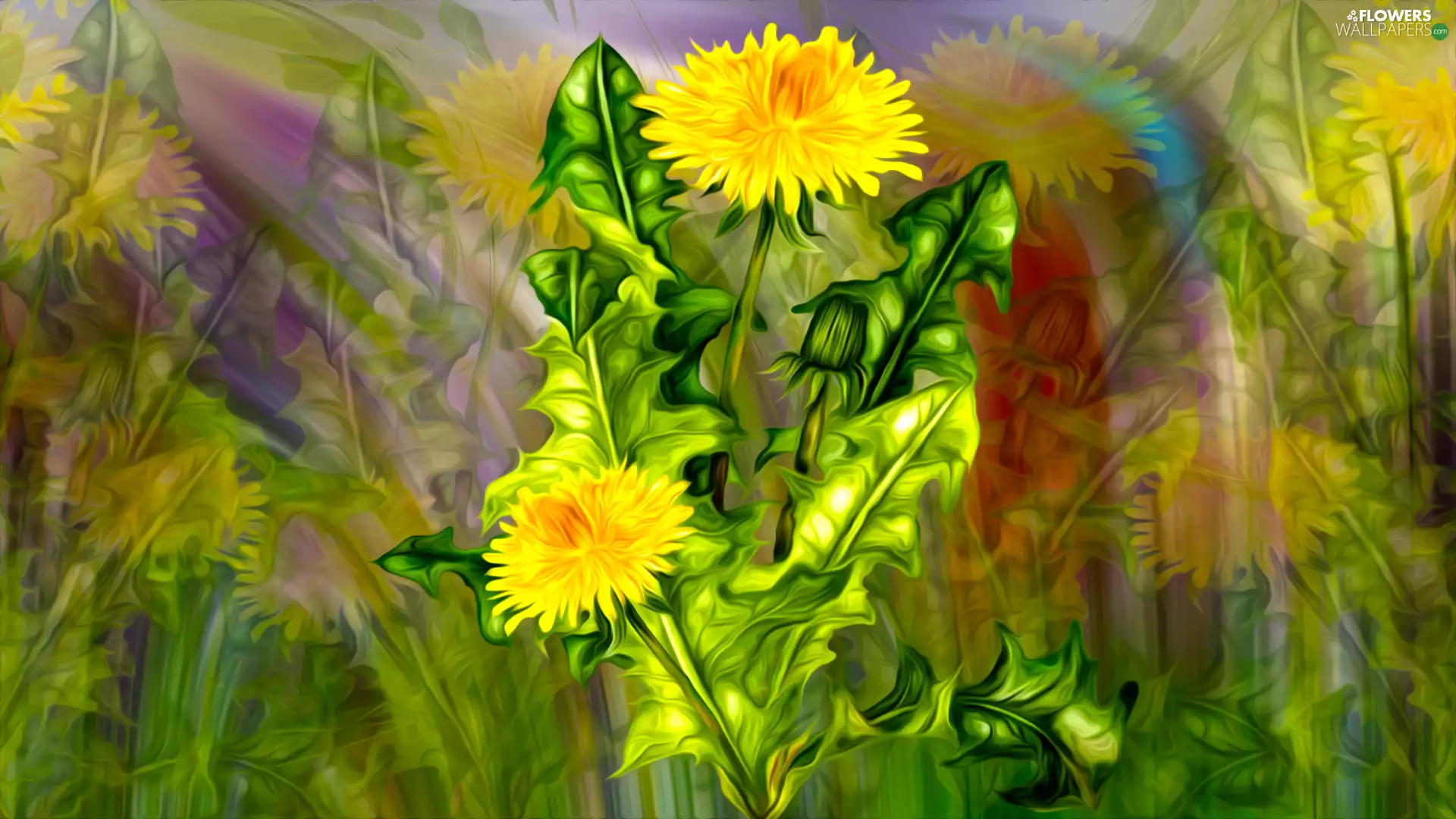 graphics, Colourfull Flowers, Common Dandelion