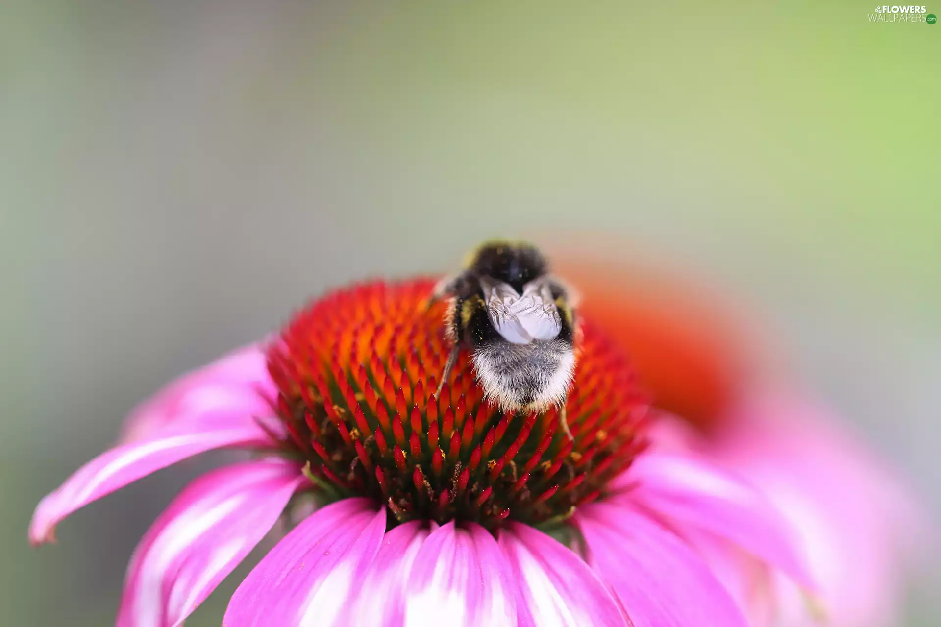 bee, Colourfull Flowers, Insect, echinacea