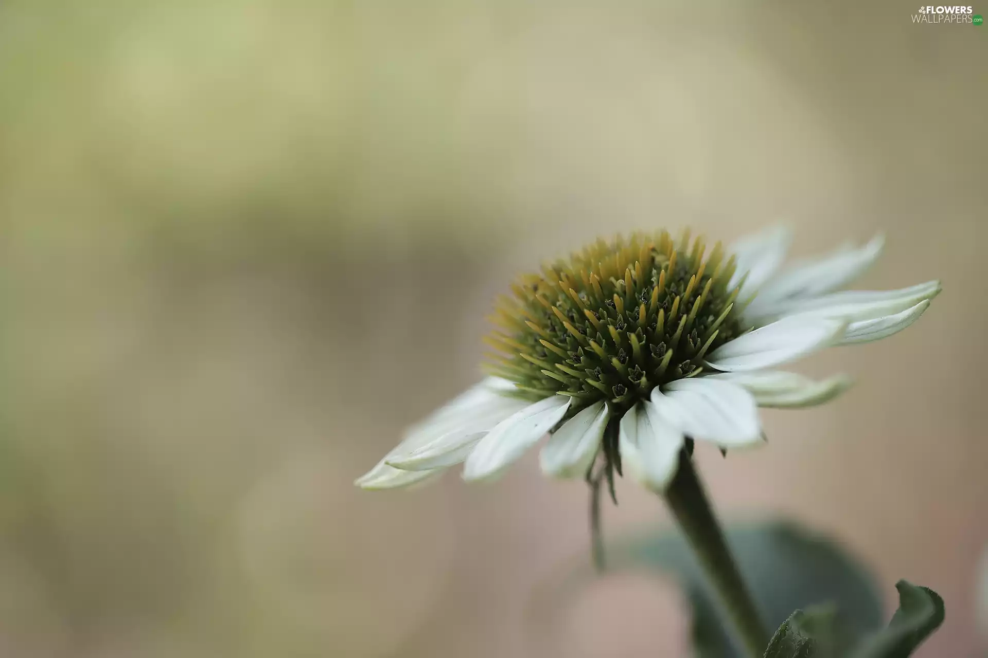 White, Colourfull Flowers, rapprochement, echinacea