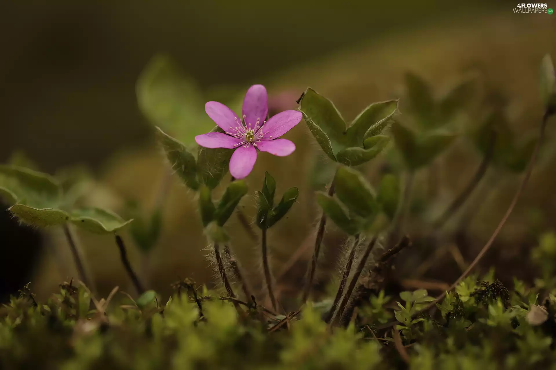 Pink, Colourfull Flowers, Leaf, Hepatica