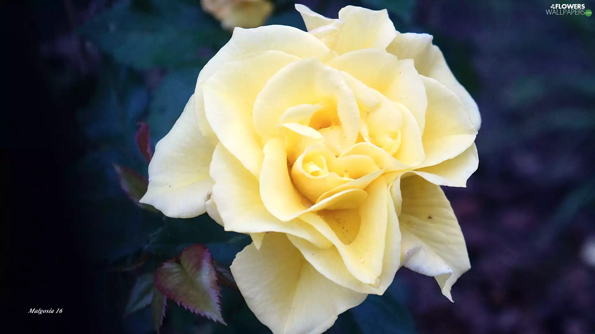 rose, Colourfull Flowers, Yellow Honda