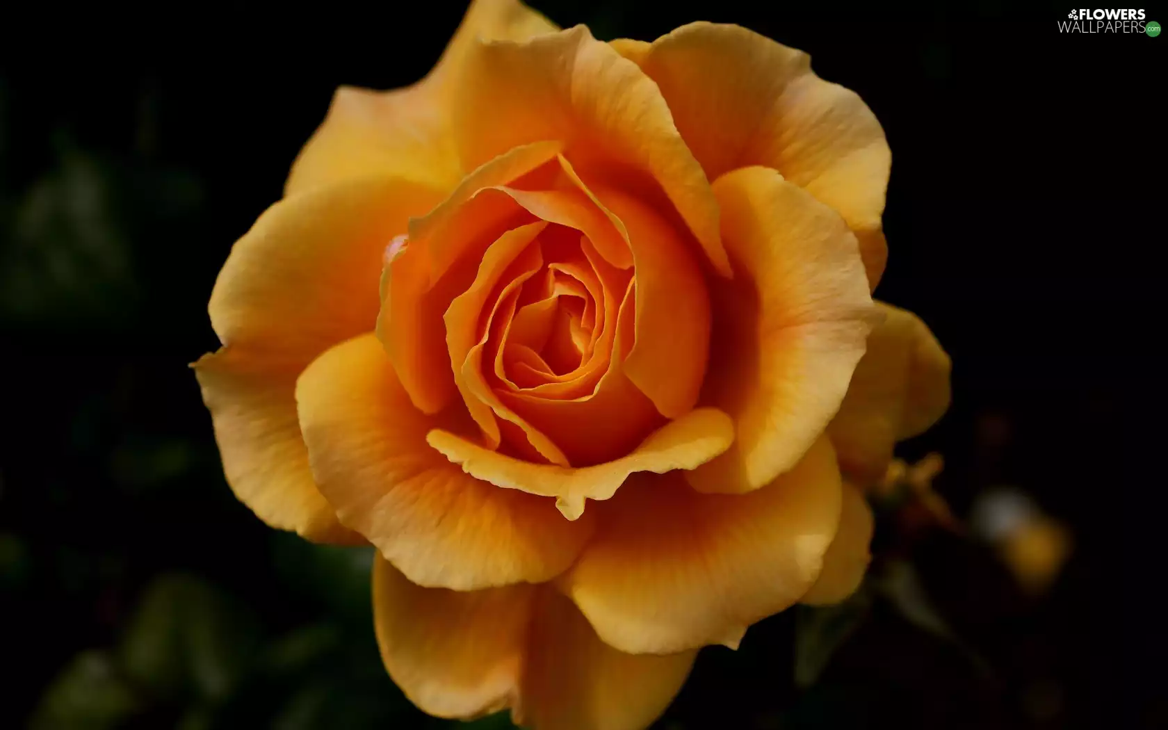 rose, Colourfull Flowers, Yellow Honda