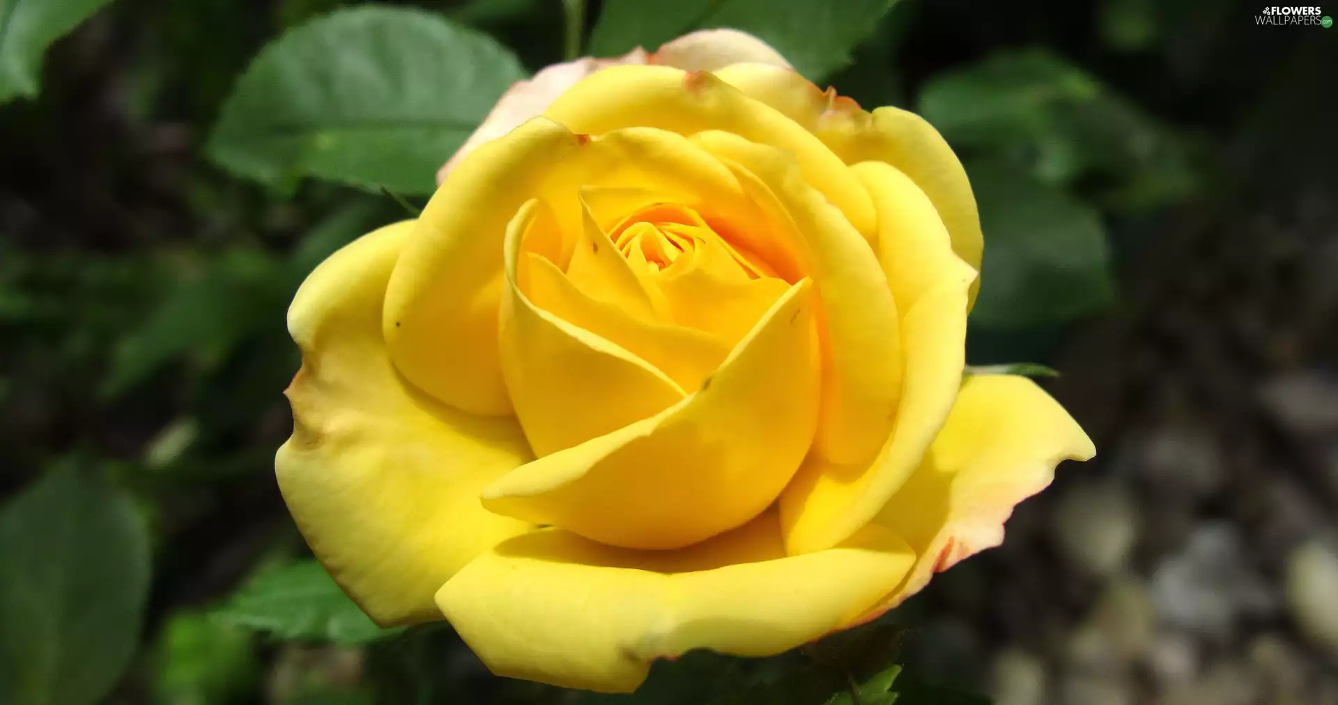 rose, Colourfull Flowers, Yellow Honda