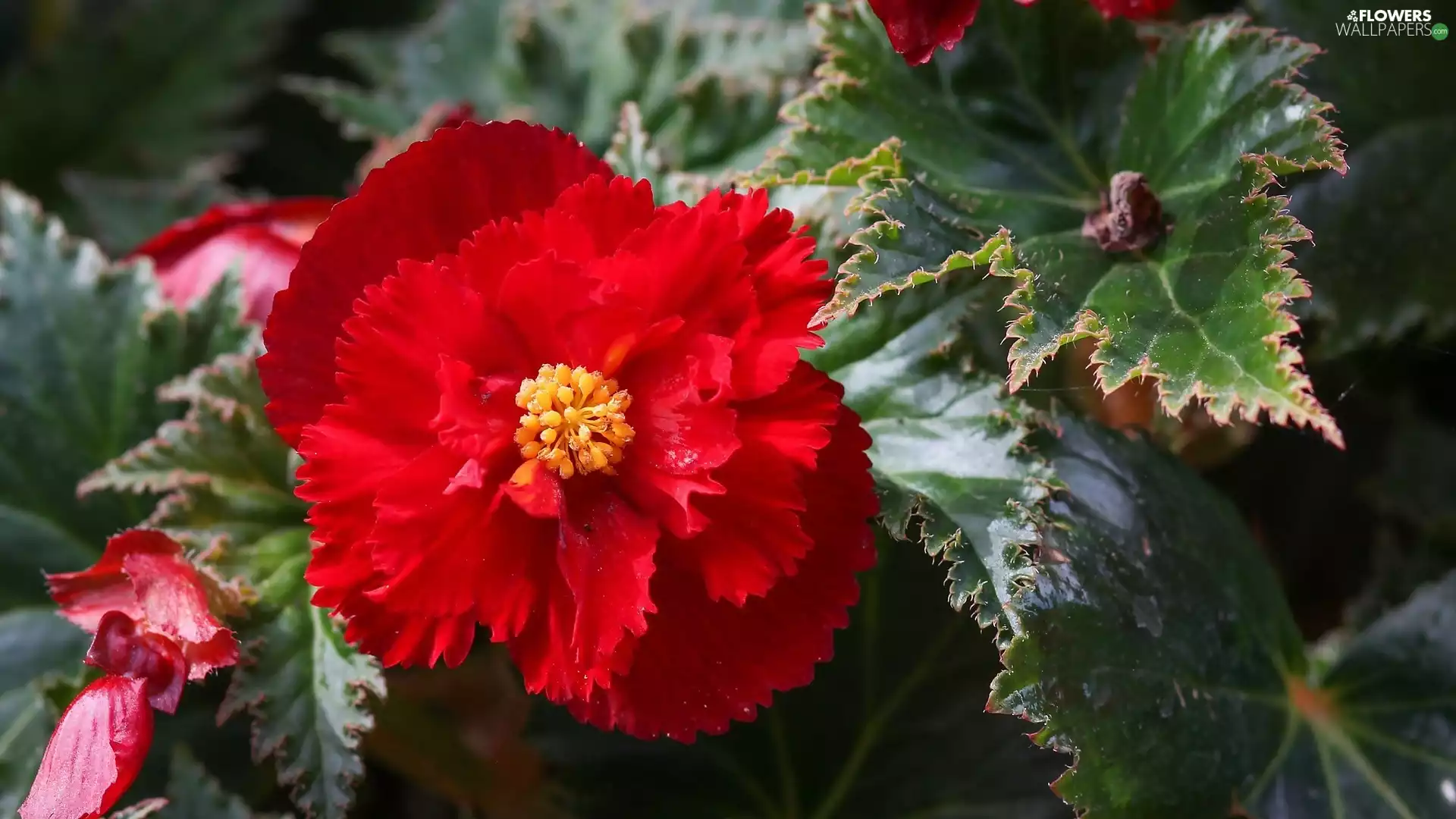 begonia, Colourfull Flowers, red hot