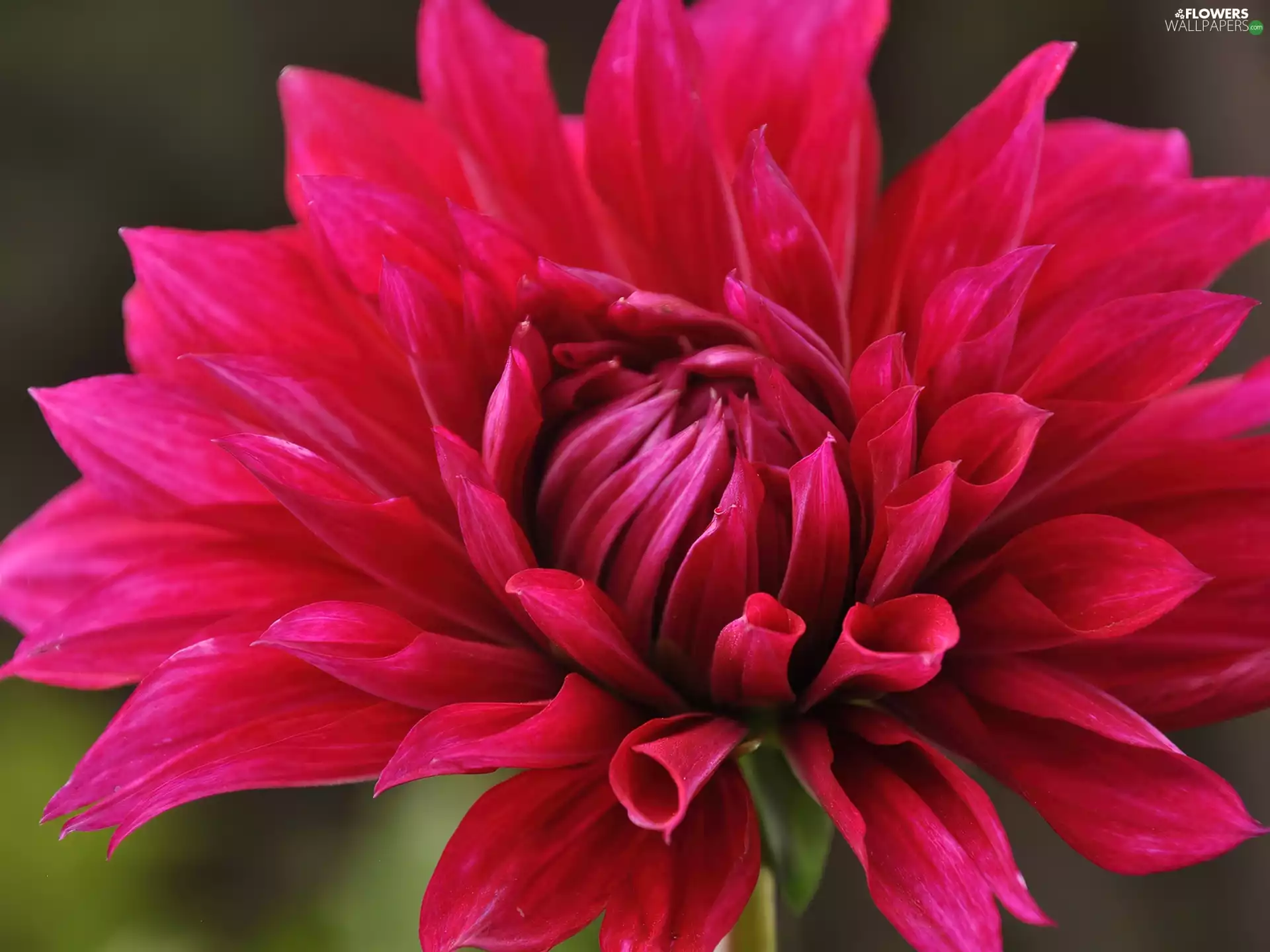Dalia, Colourfull Flowers, red hot