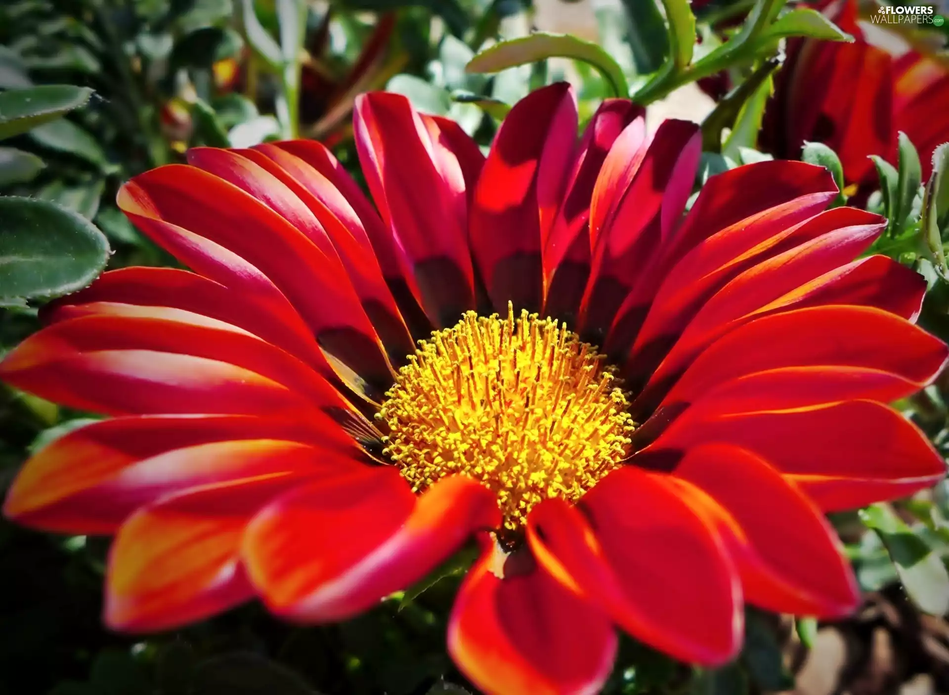 Gazania, Colourfull Flowers, red hot