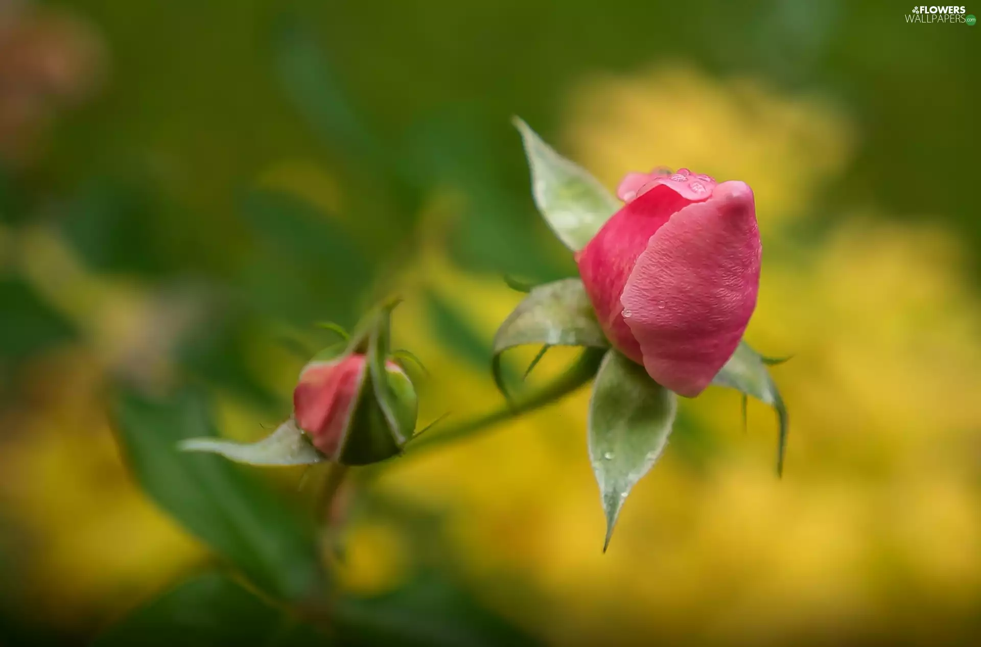 rose, Colourfull Flowers, red hot
