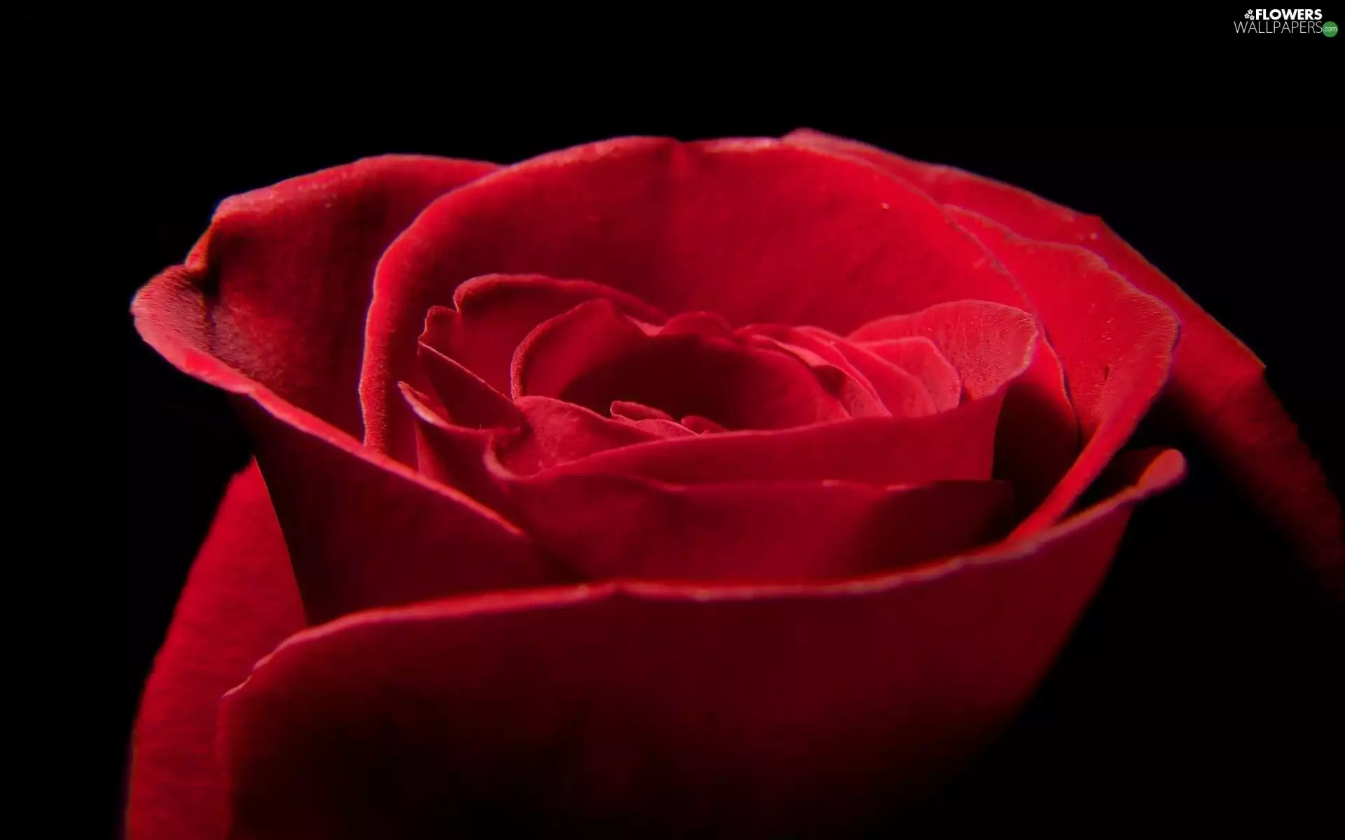 rose, Colourfull Flowers, red hot