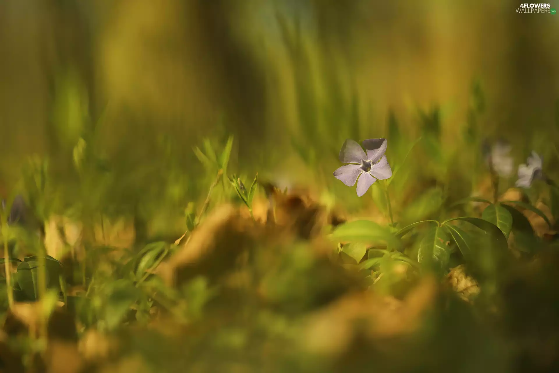 myrtle, Colourfull Flowers, Leaf, lilac