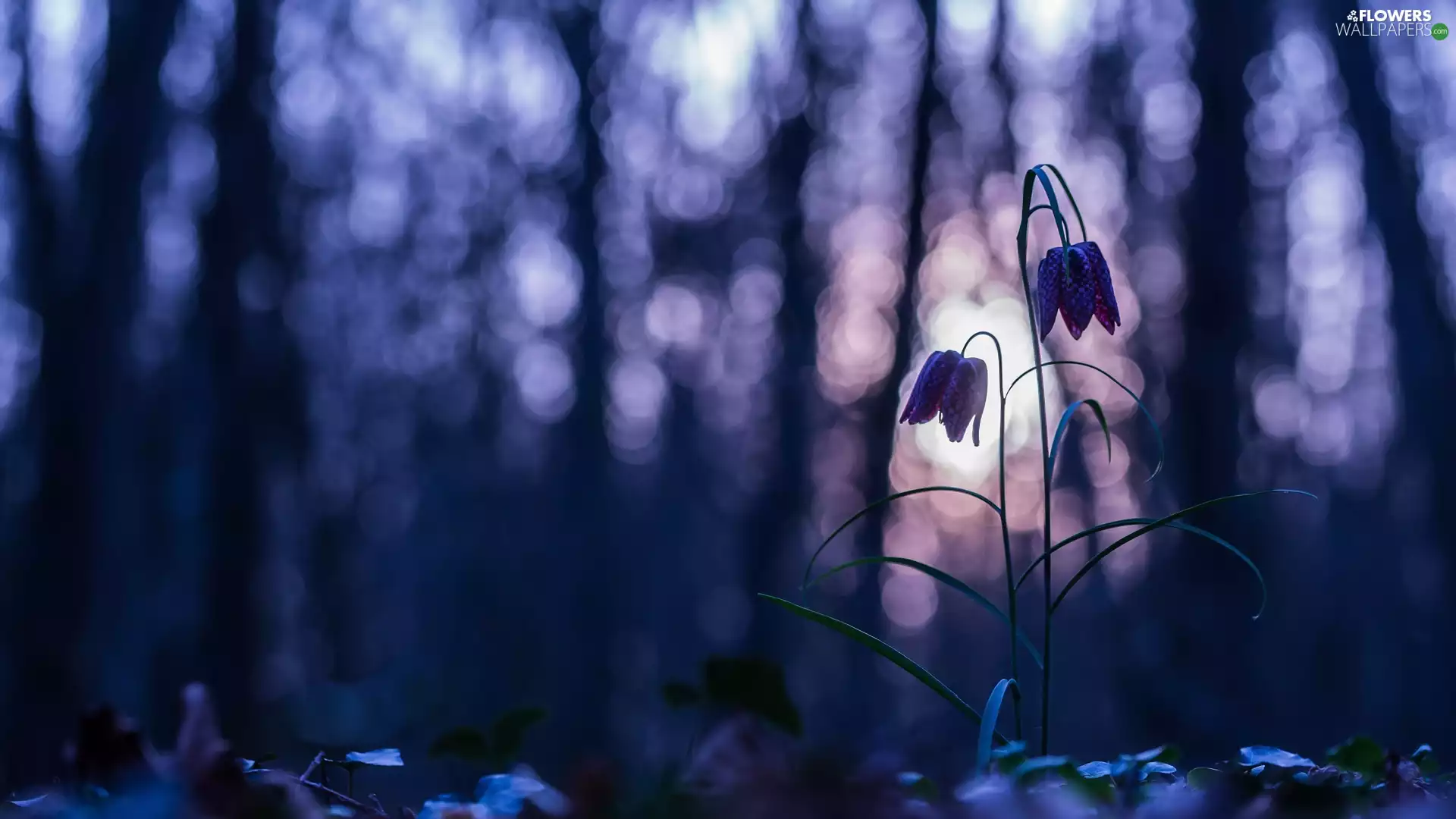 Bokeh, Colourfull Flowers, Fritillaria meleagris