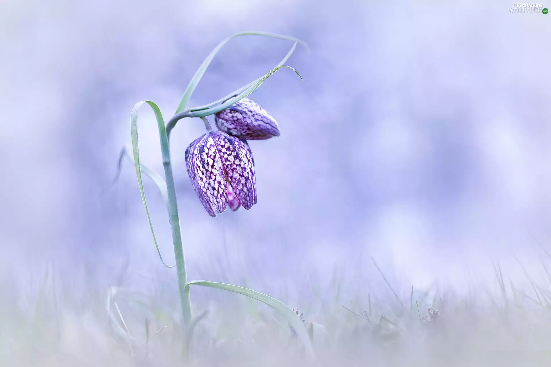 rapprochement, Colourfull Flowers, Fritillaria meleagris