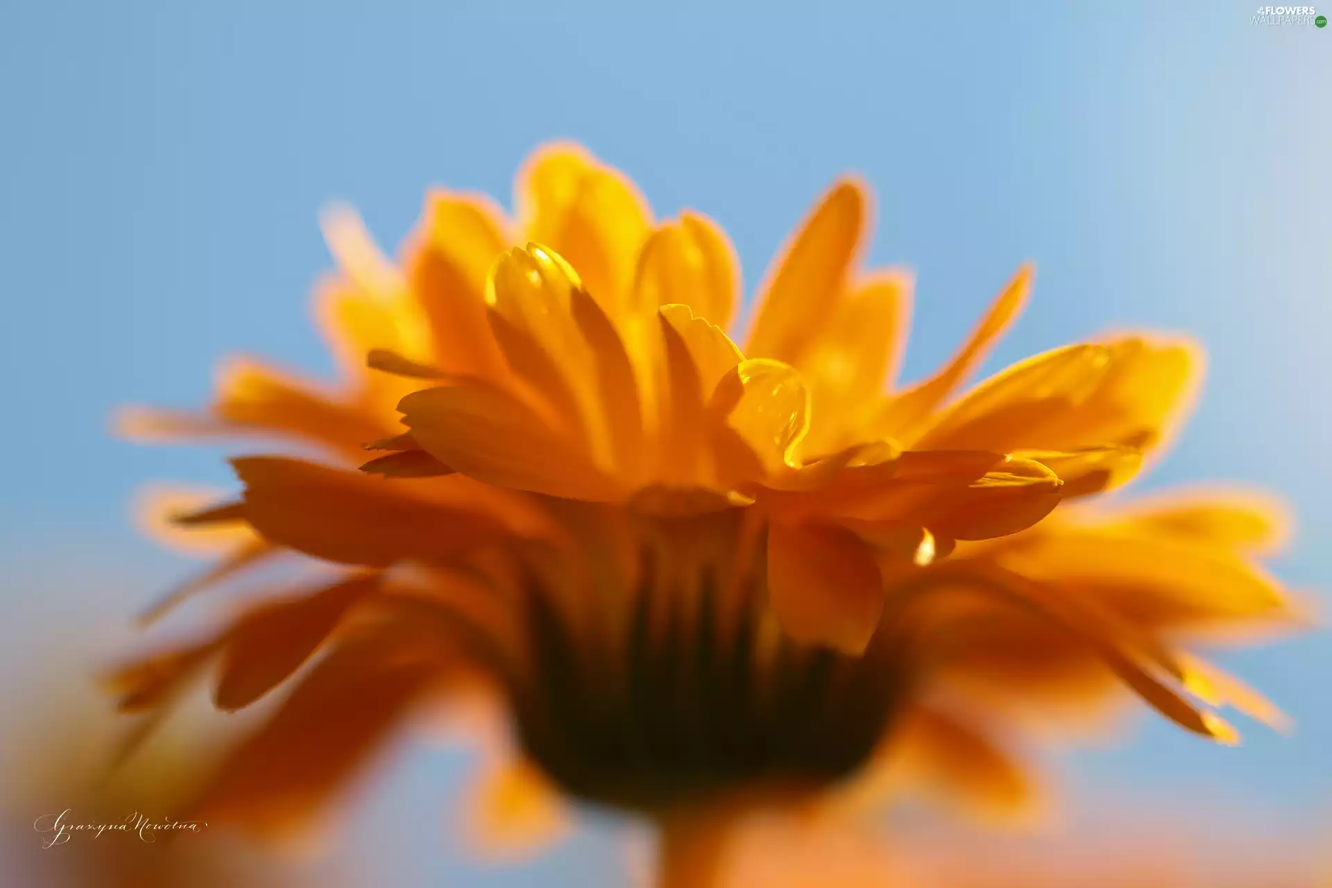 Marigold, Colourfull Flowers, flakes, Orange