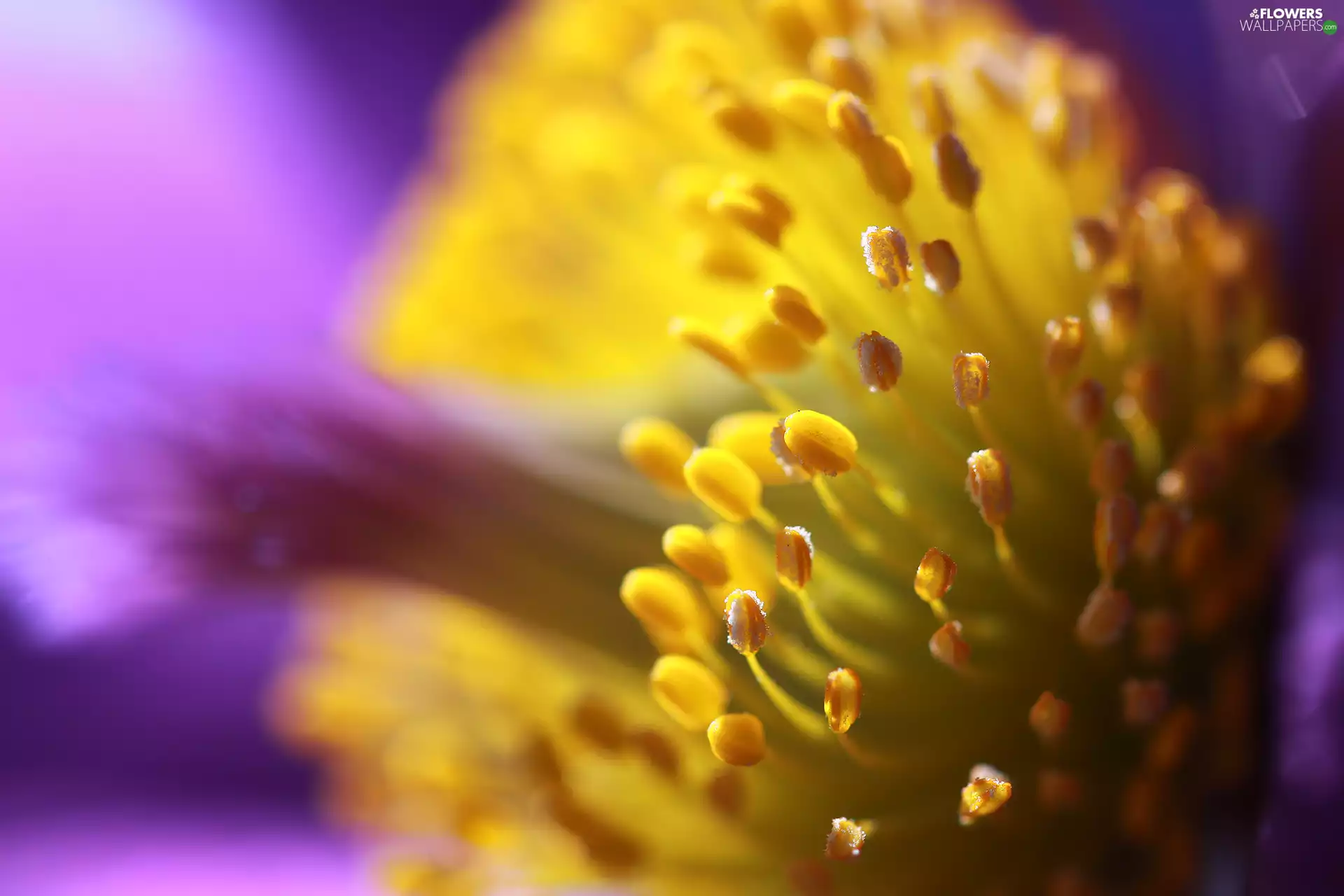 rods, Colourfull Flowers, Close, pasque