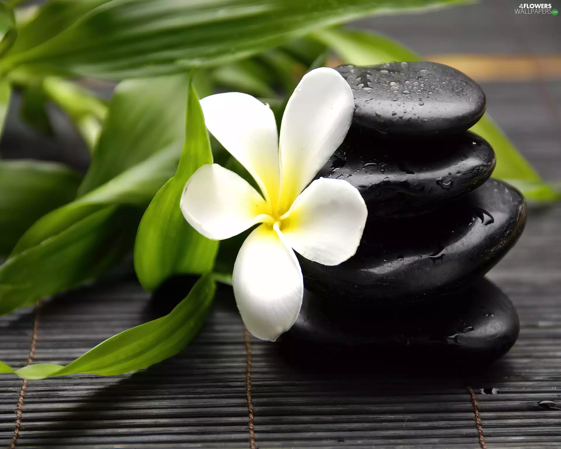 Black, Colourfull Flowers, Plumeria, Pebble
