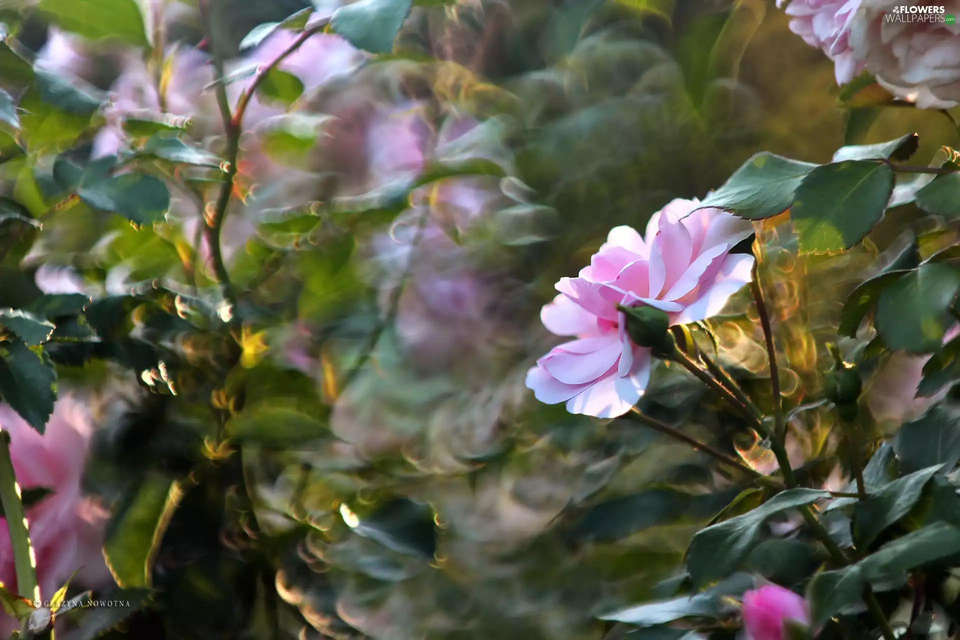 rose, Colourfull Flowers, Bokeh, Pink