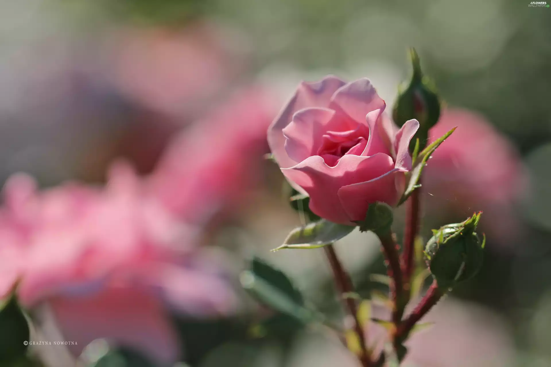 rose, Colourfull Flowers, bud, Pink