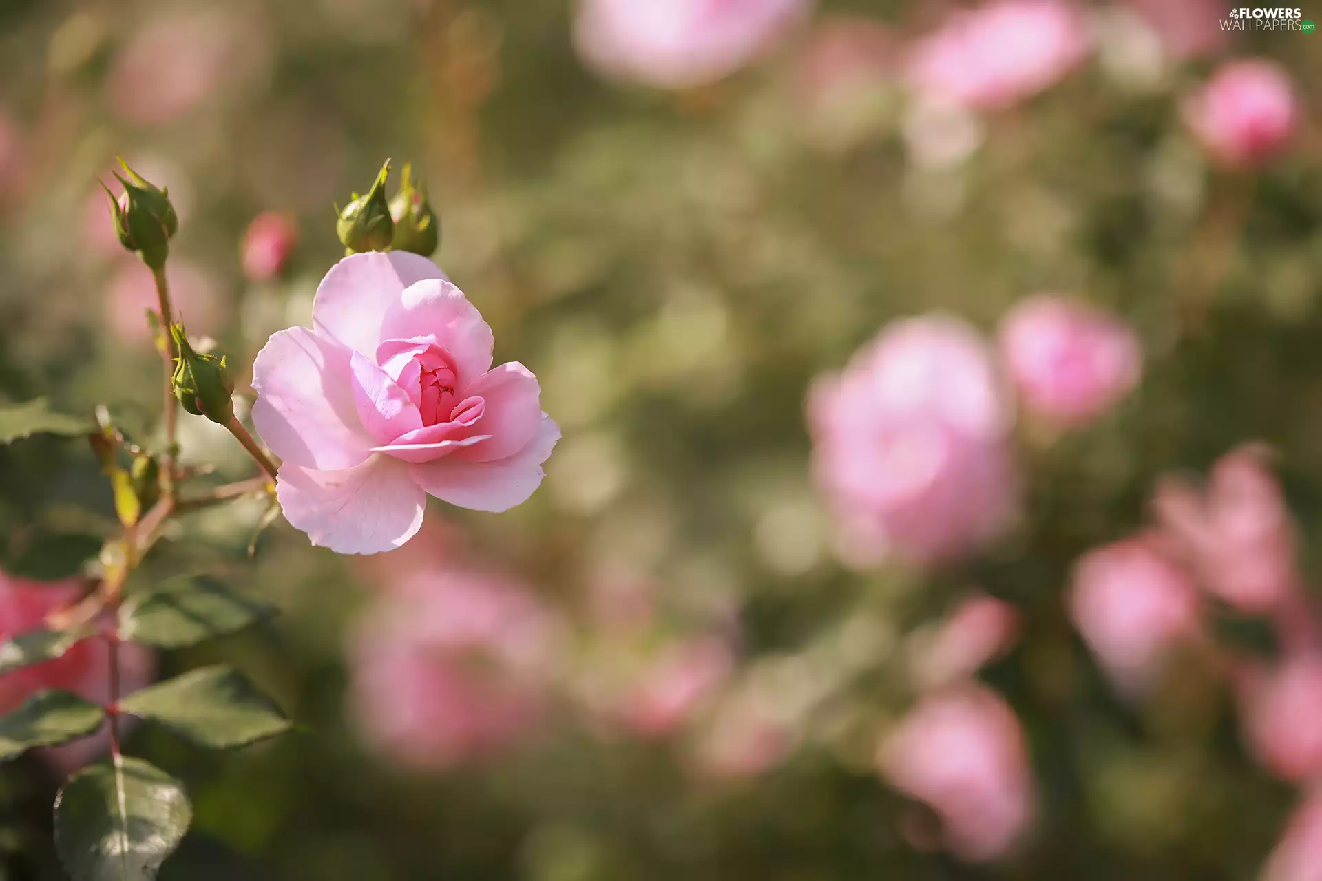 rose, Colourfull Flowers, Buds, Pink