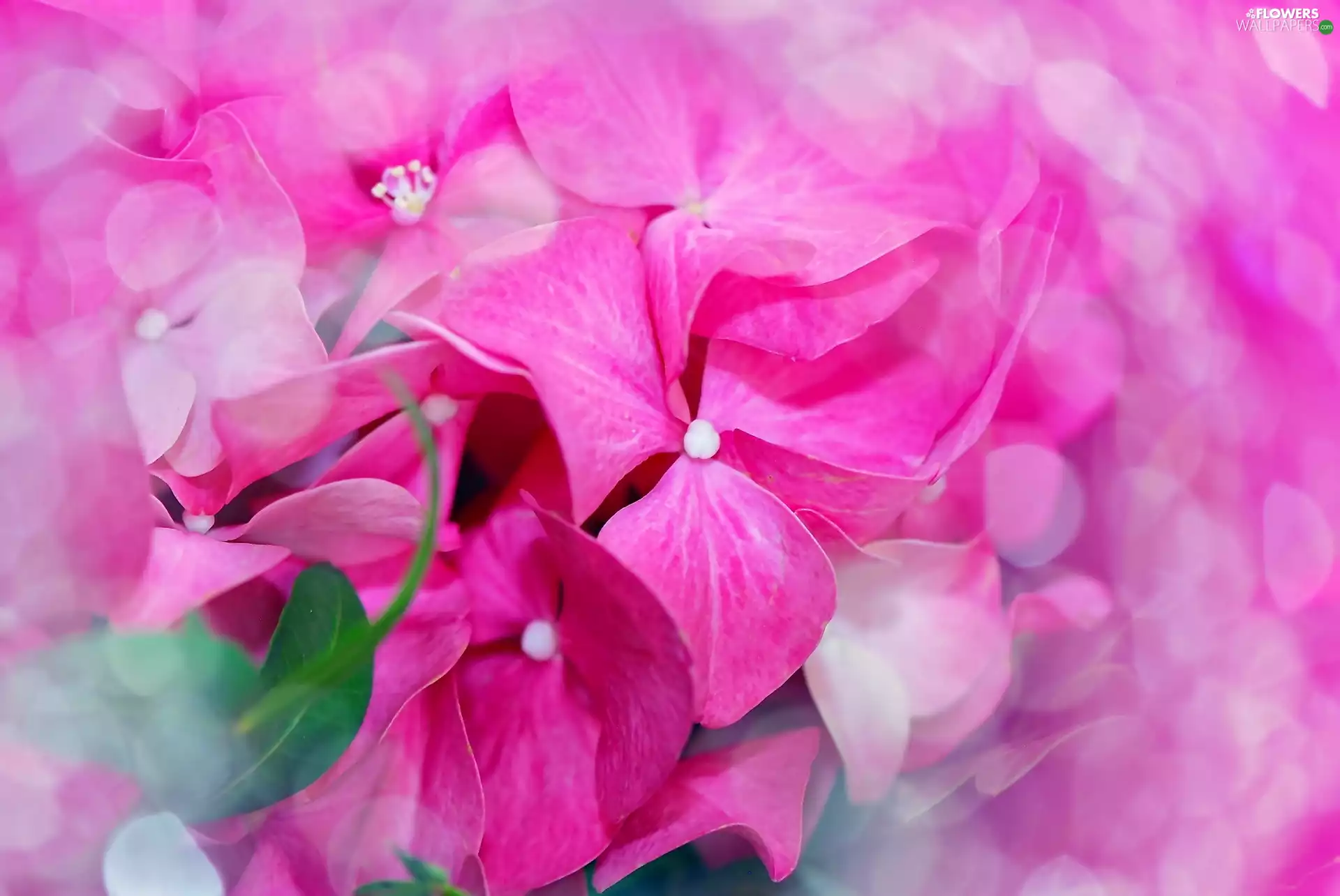 hydrangea, Colourfull Flowers, Close, Pink