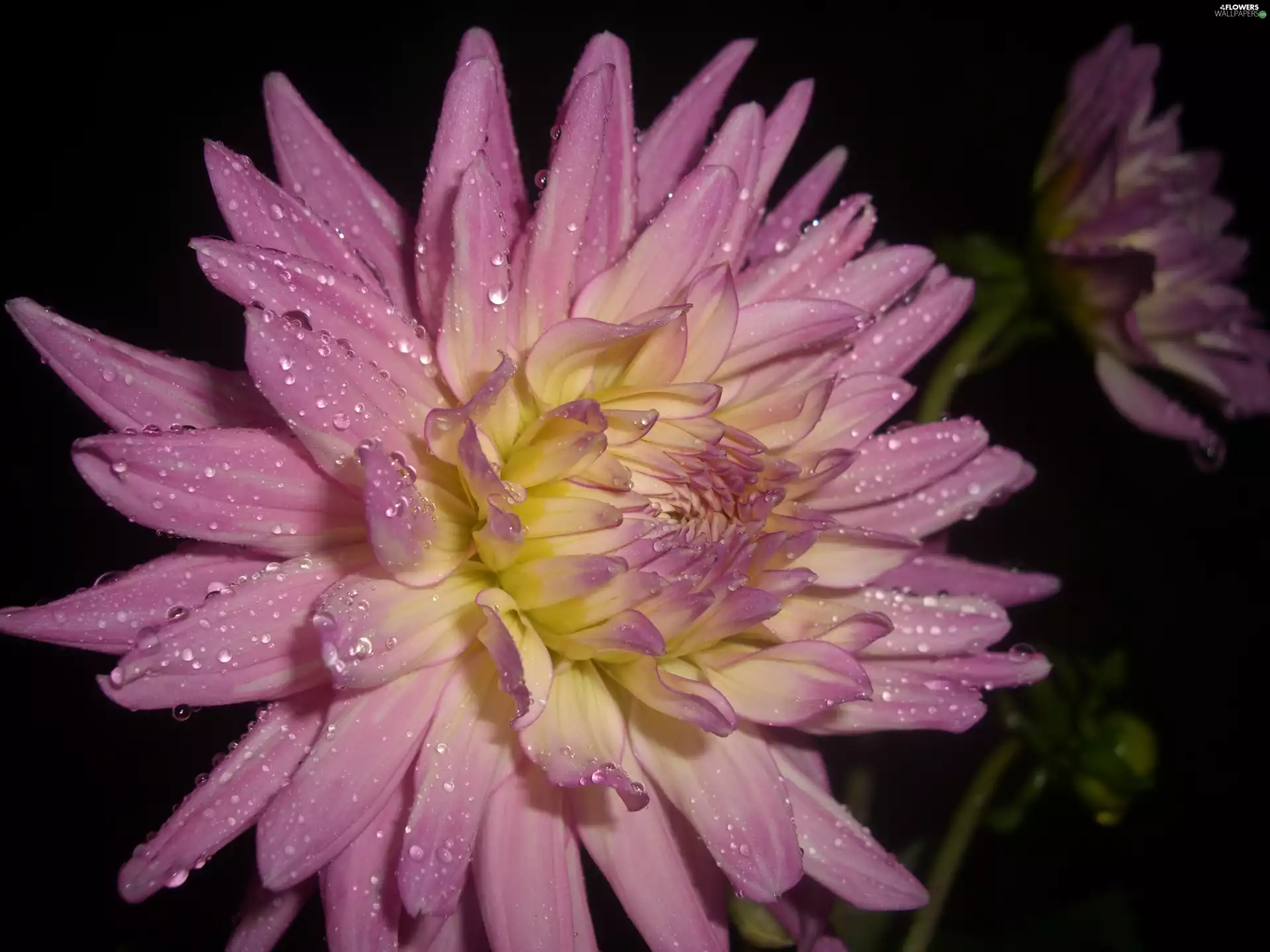 Dalia, Colourfull Flowers, drops, Pink