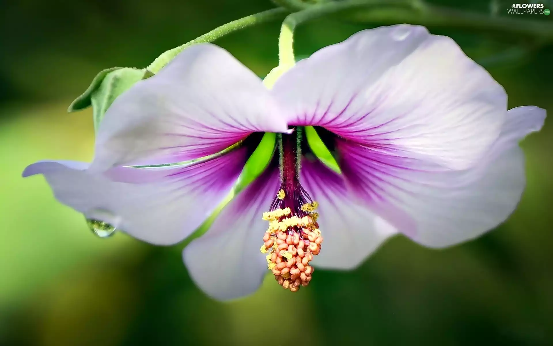 white, Colourfull Flowers, hibiskus, Pink