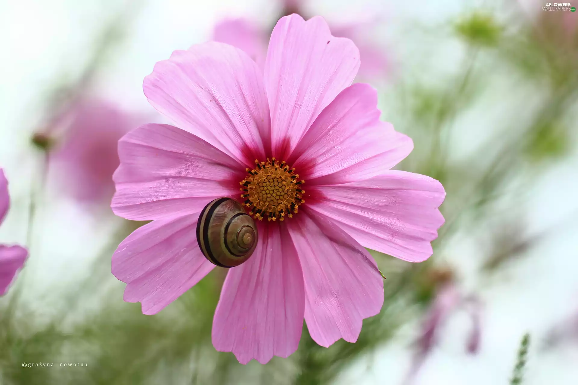 Cosmos, Colourfull Flowers, snail, Pink