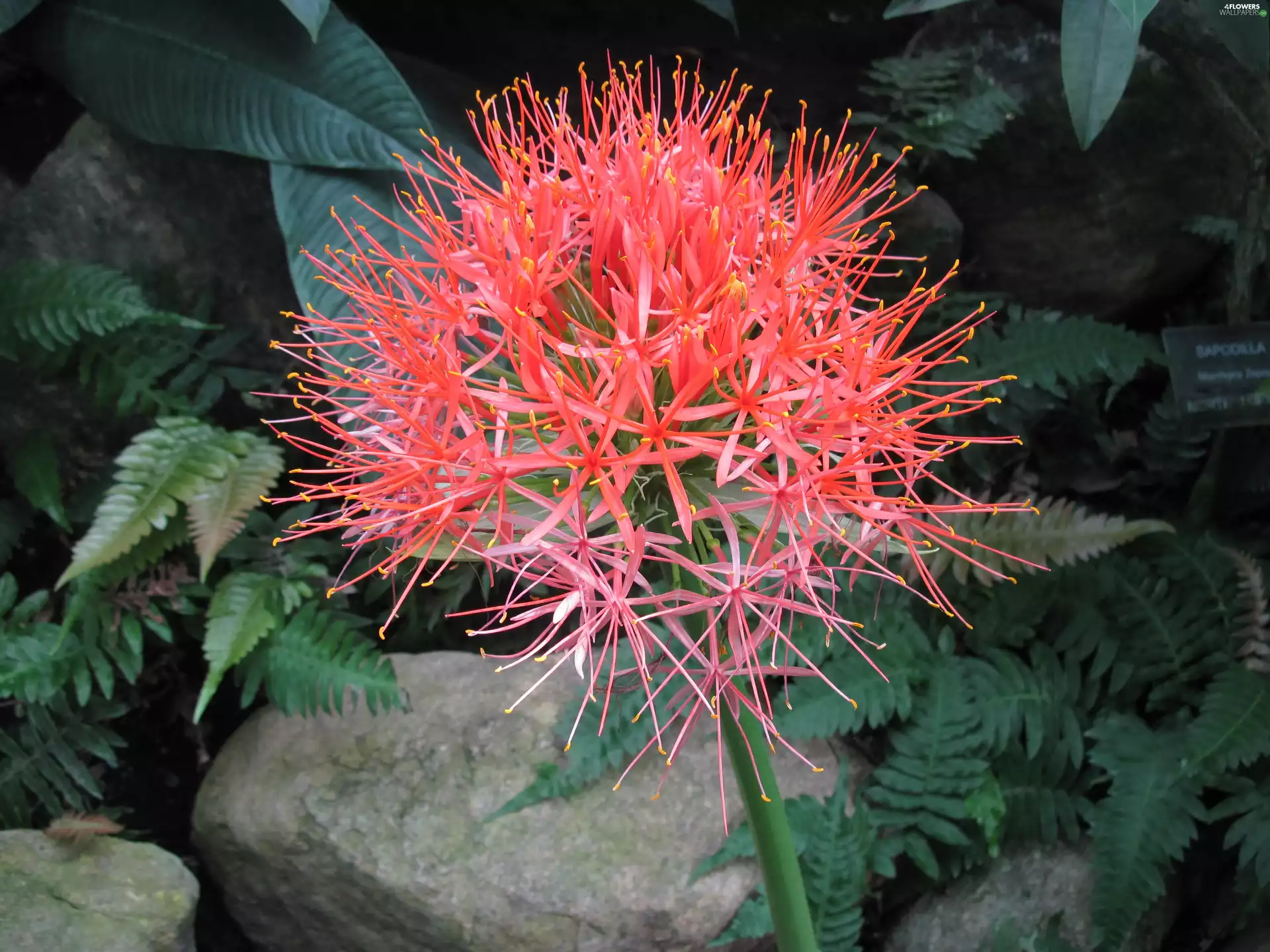 fern, Colourfull Flowers, coniferous, Red