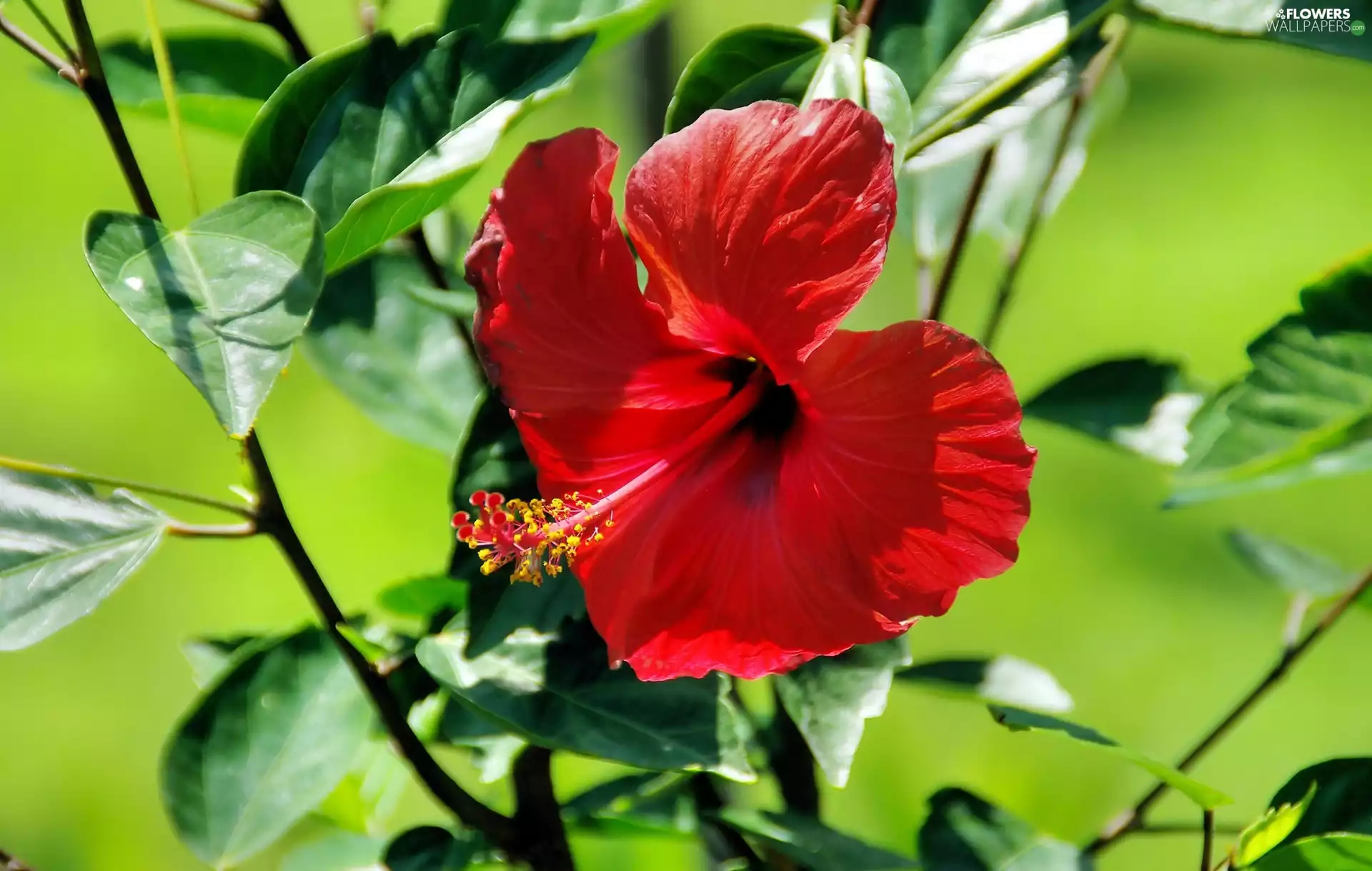 hibiskus, Colourfull Flowers, leaves, Red