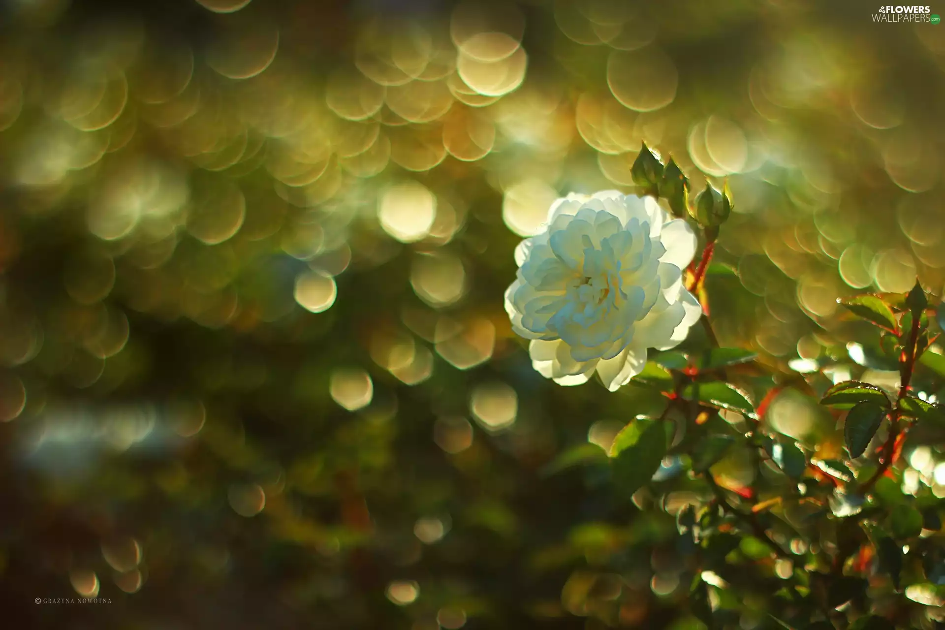 White, Colourfull Flowers, Bokeh, rose